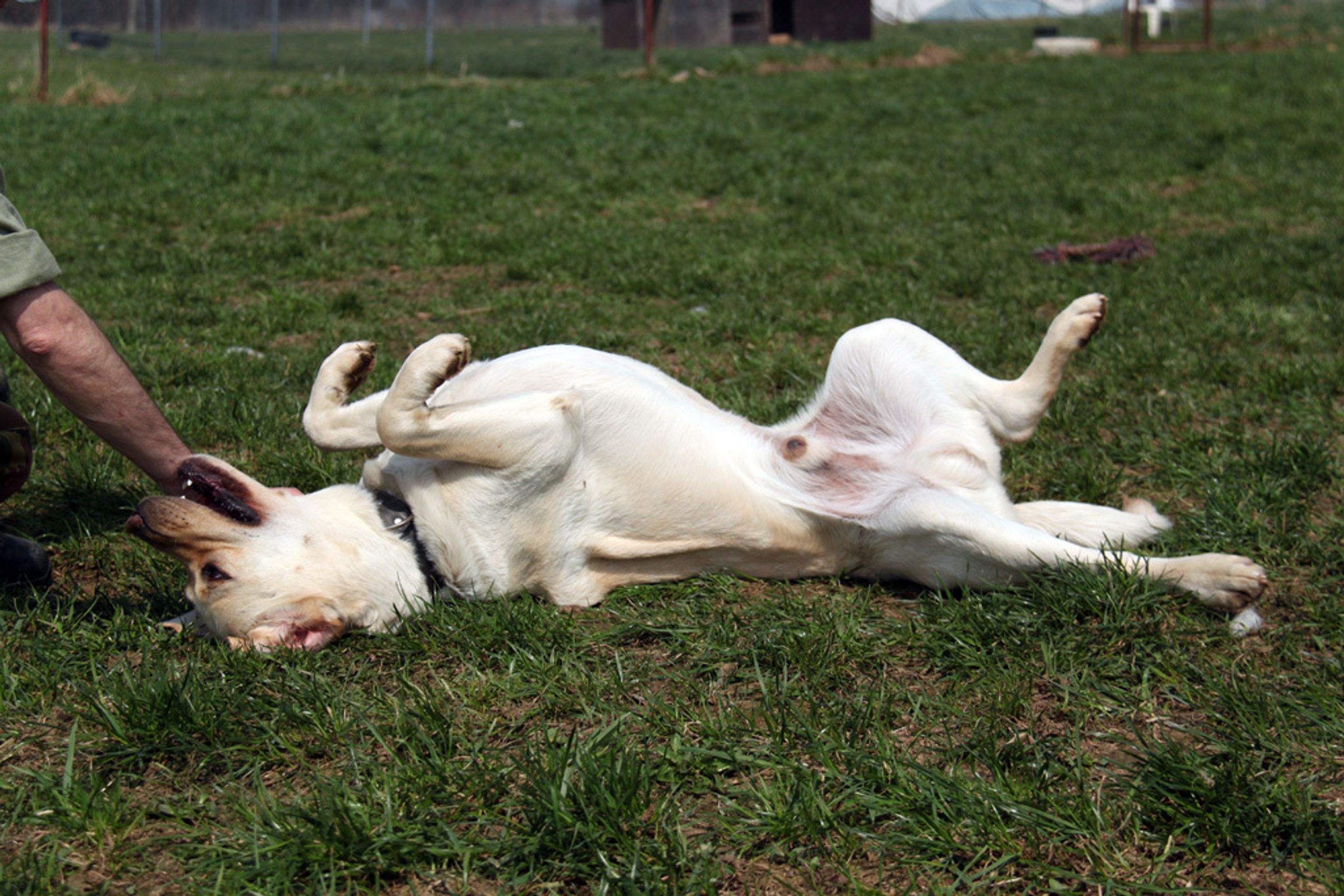 Labrador Sunny - 1 - GALERIE: Labrador Sunny (4/4)