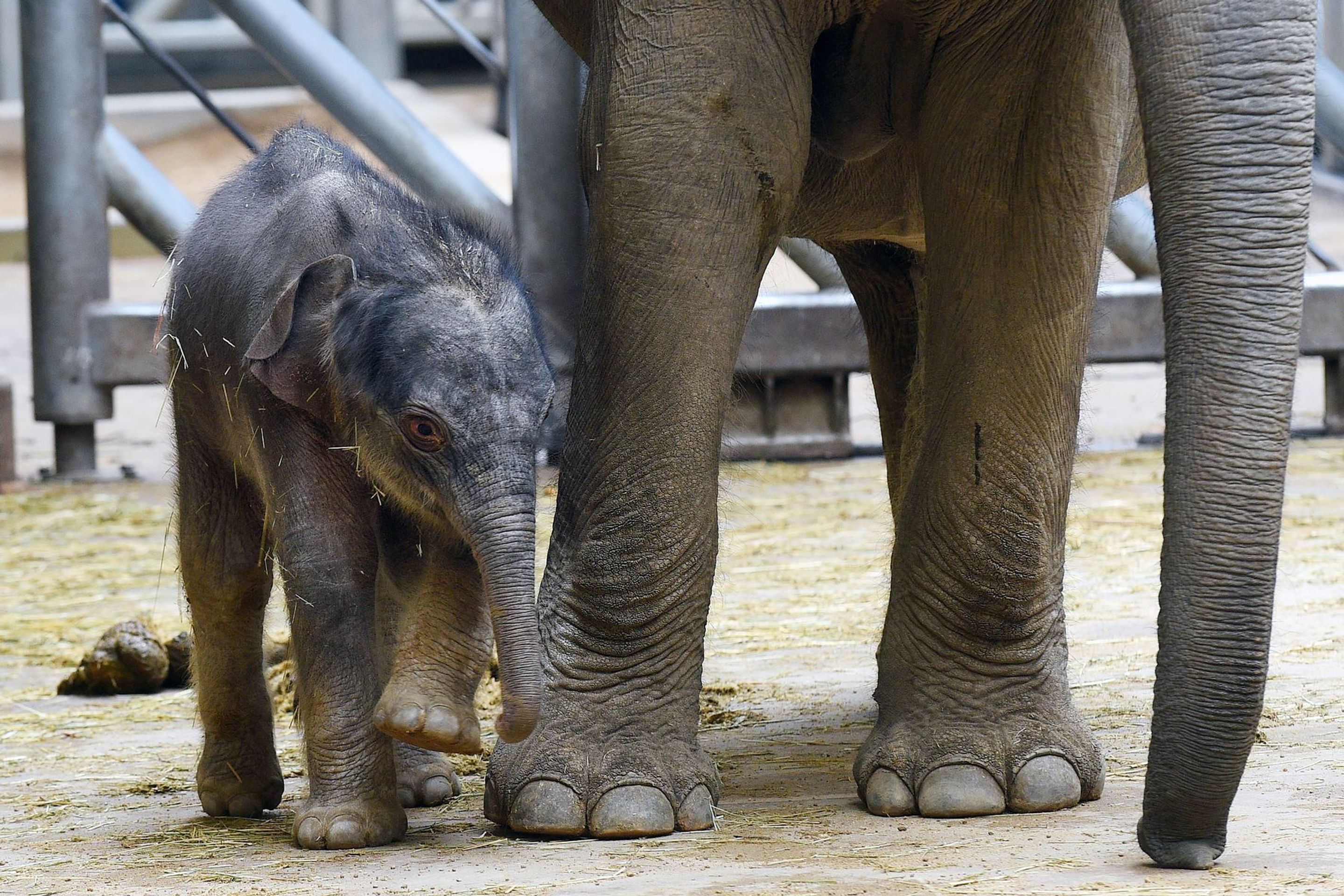 Slůně v pražské zoologické zahradě - 5 - GALERIE: Slůně v pražské zoologické zahradě (5/9)