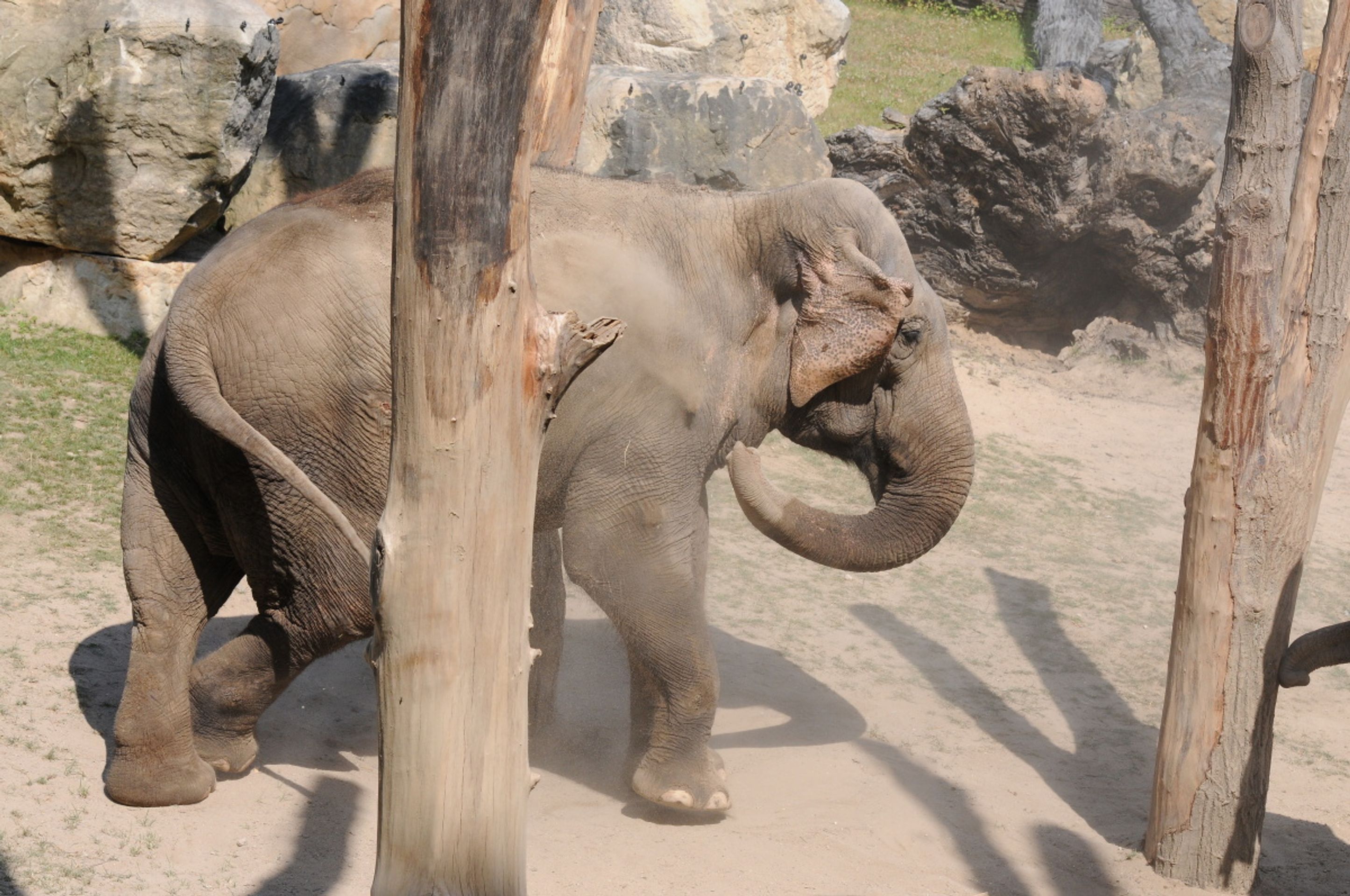 Jak se sloni v pražské zoo drbou - 5 - GALERIE: Jak se sloni v pražské zoo drbou (5/6)