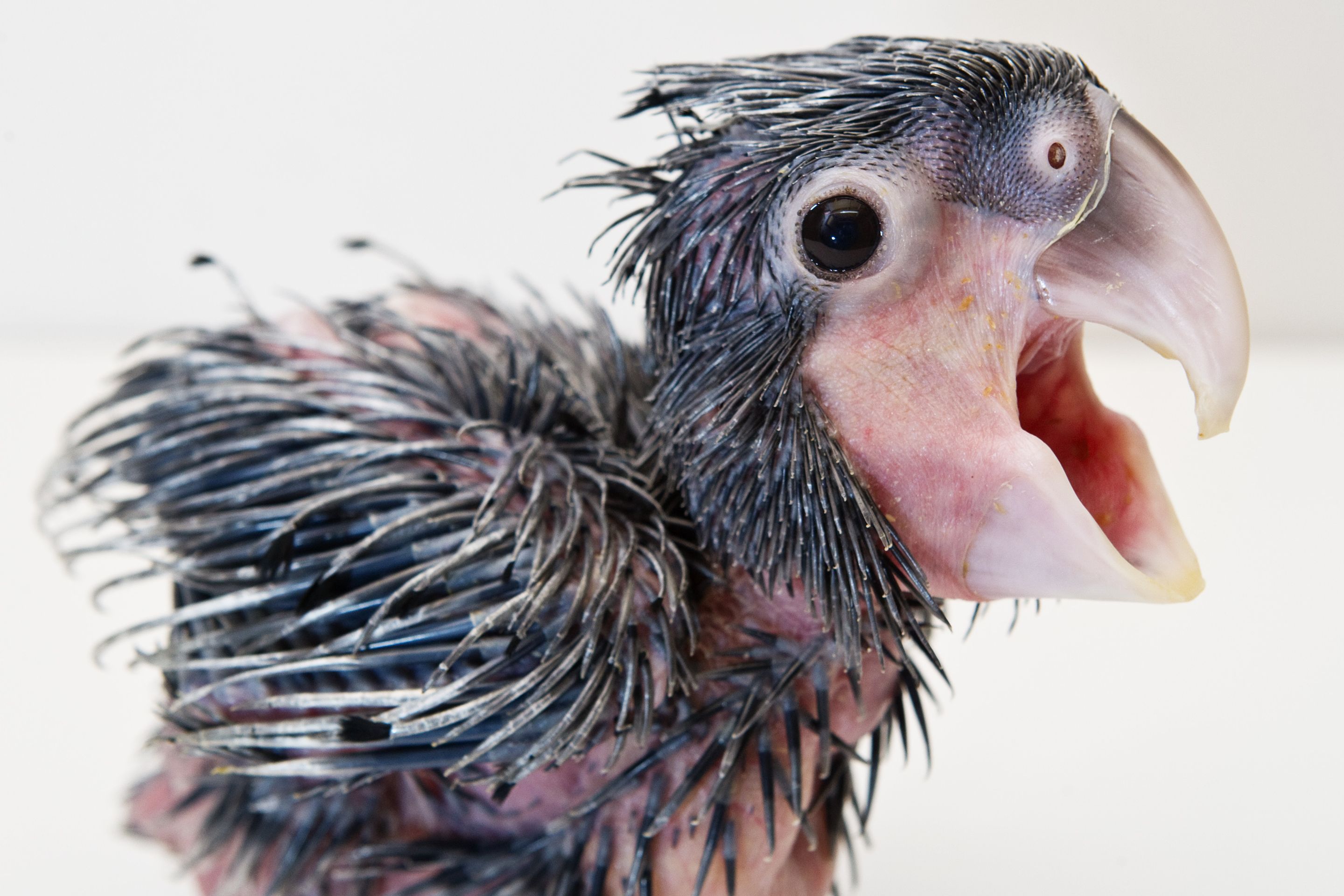 Mládě vzácného kakadu palmového z pražské zoo - 9 - GALERIE: Mládě kakadu palmového z pražské zoo (5/18)