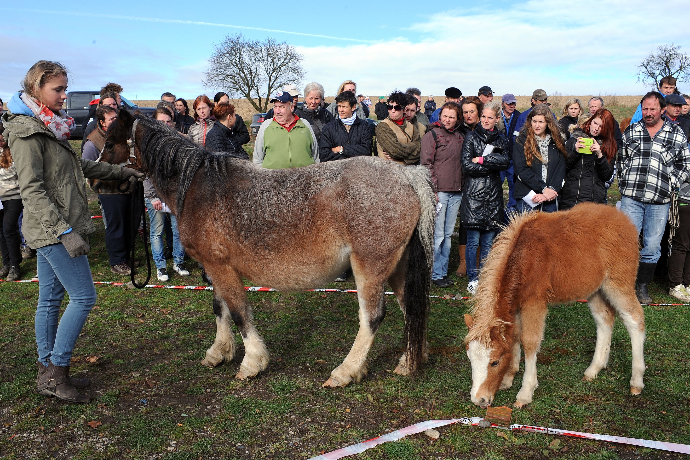 Dražba týraných koní - GALERIE: Podívejte se na zubožené koně, kteří dnes byli v aukci (16/19)