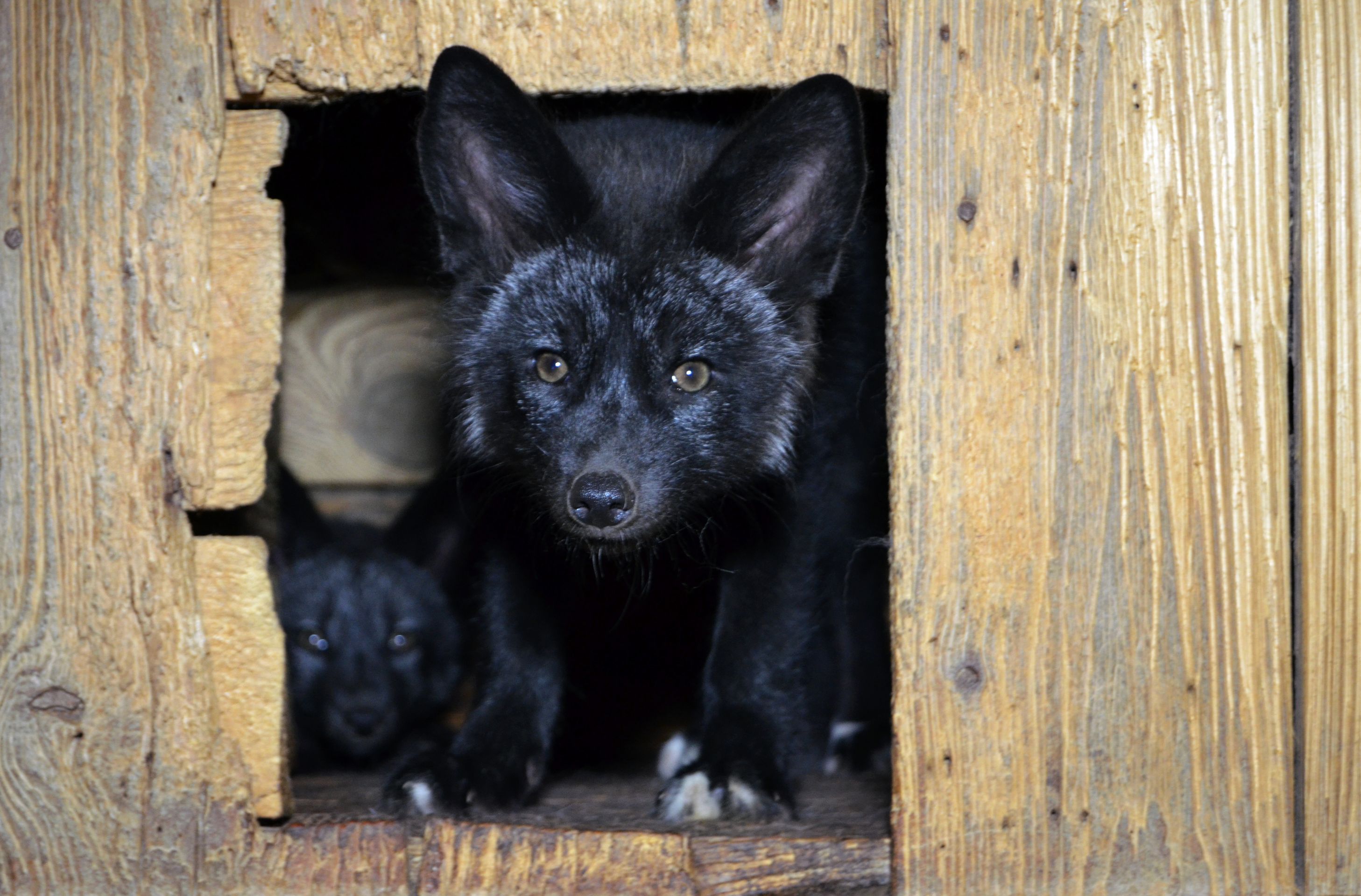 Zubožená zvířata na kožešinových farmách - 5 - Galerie: Zubožená zvířata na kožešinových farmách (12/16)