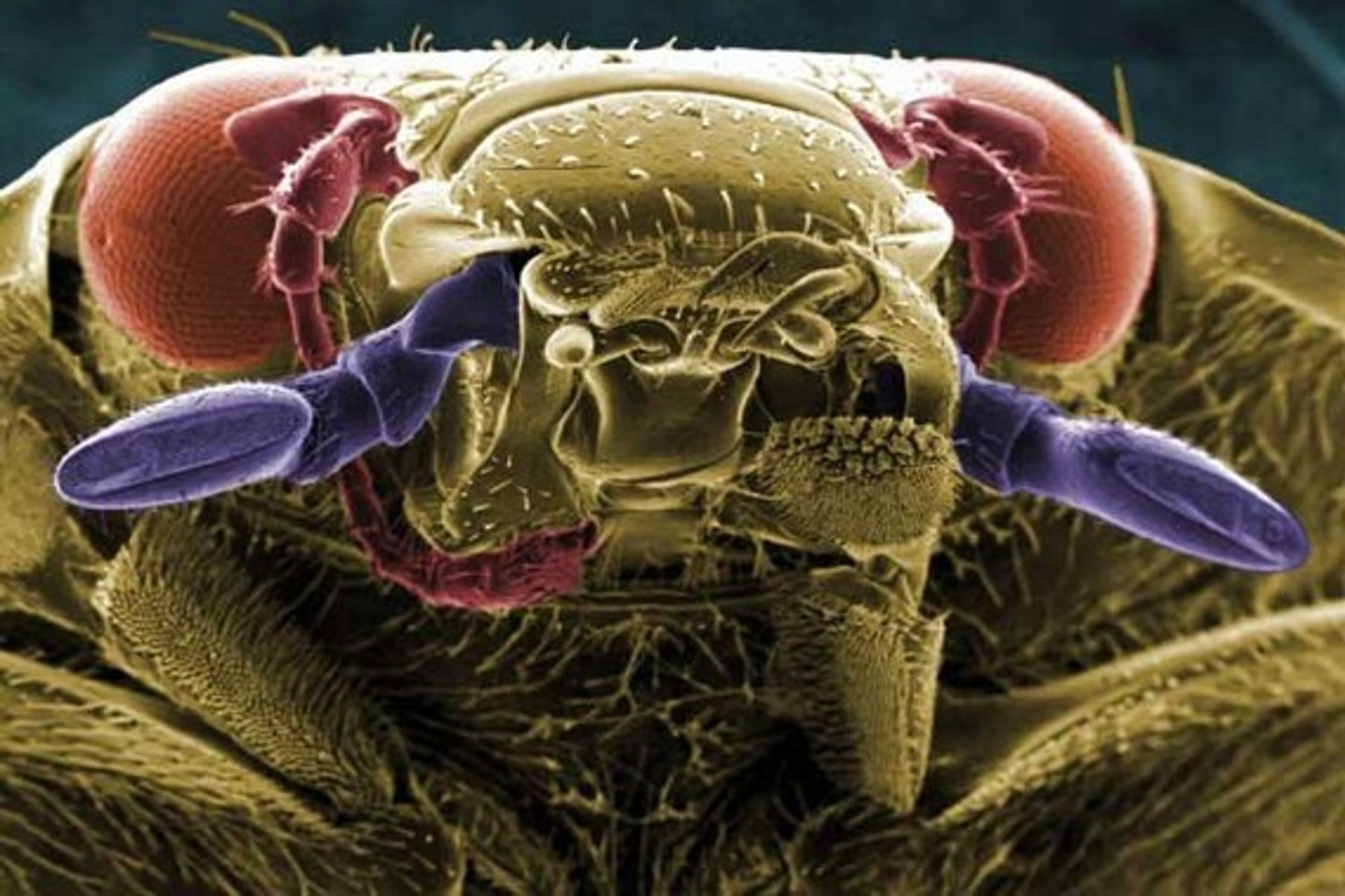 Hmyz pod elektronovým mikroskopem - 5 - GALERIE: Hmyz pod elektronovým mikroskopem (17/20)