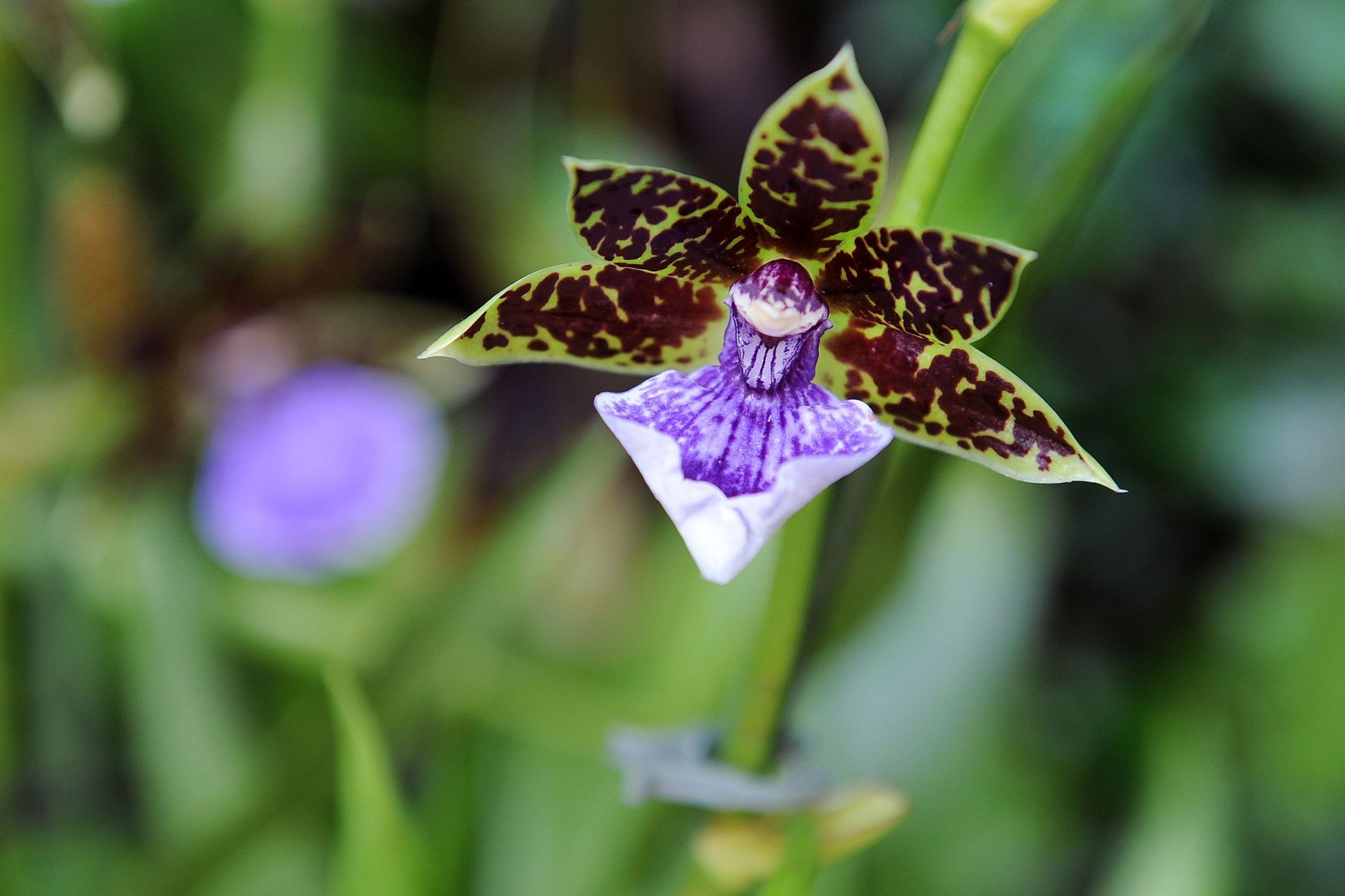 Výstava orchidejí - 3 - GALERIE: Orchideje v pražské botanické zahradě (2/29)