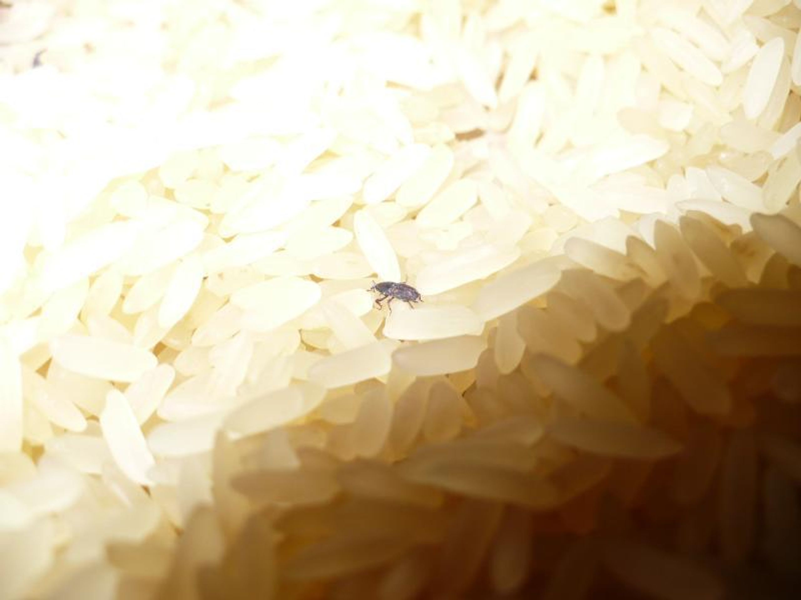 Potraviny na pranýři: Kaufland Liberec: Parboiled rýže dlouhozrnná - 1 - GALERIE: Kaufland Liberec - Parboiled rýže dlouhozrnná (1/5)