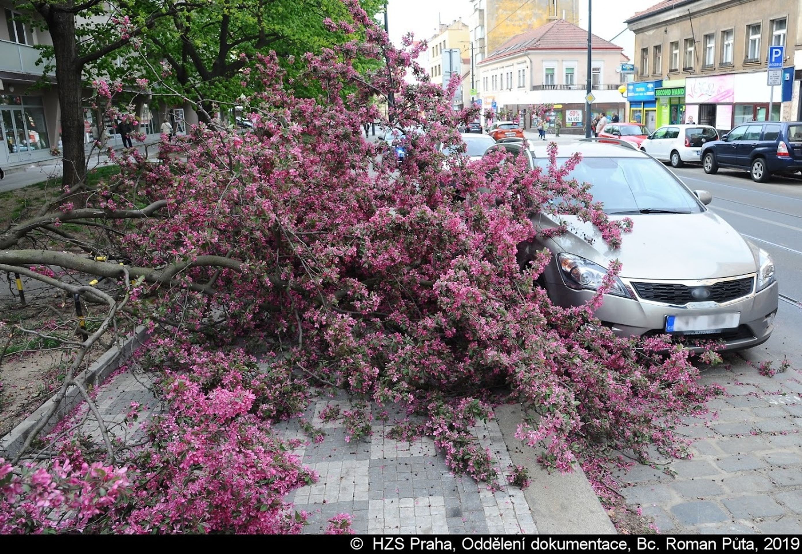 Spadlý strom v Praze na Nuselské - 3 - GALERIE: Spadlý strom na Nuselské ulici (5/7)