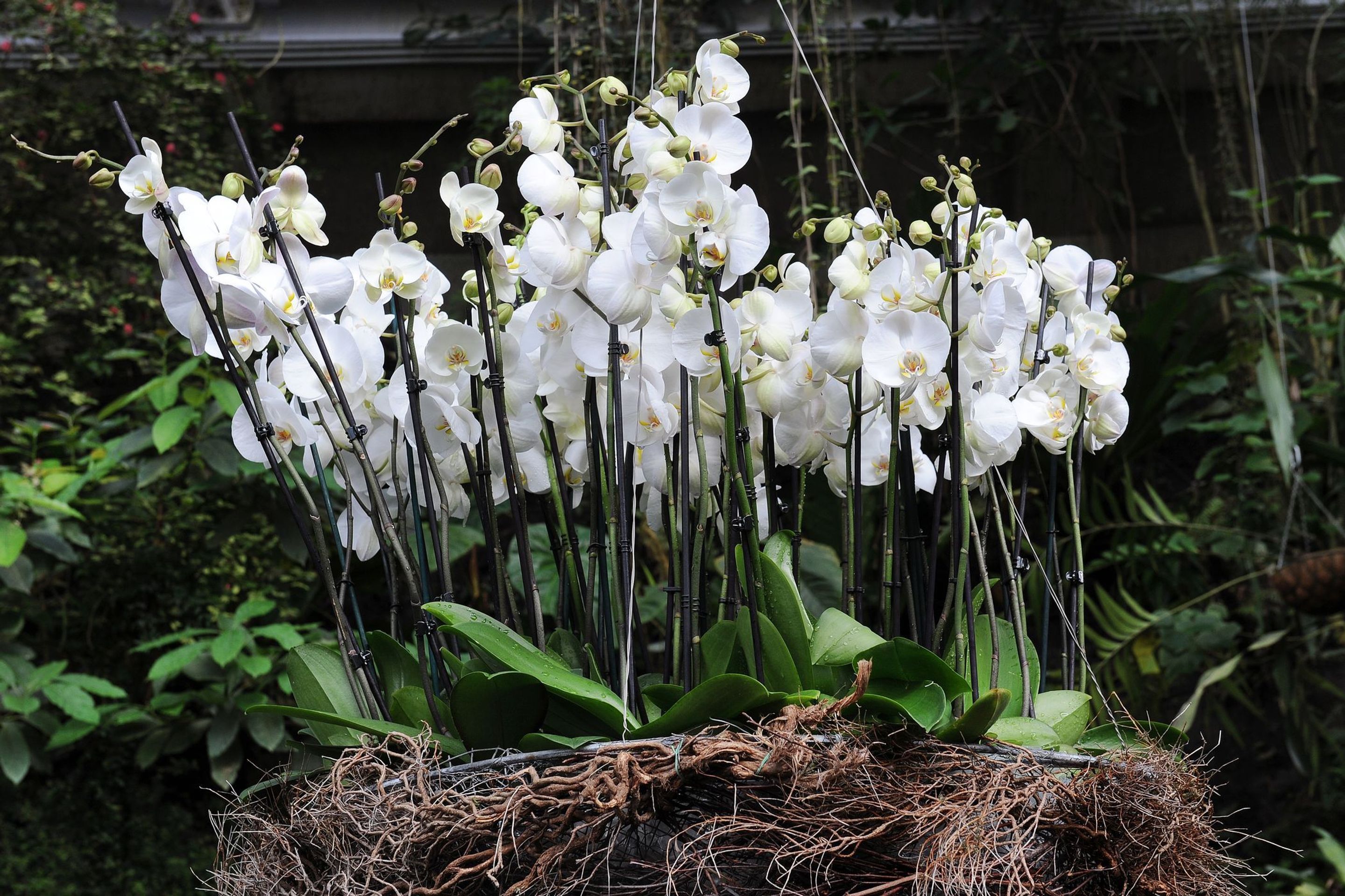 Výstava orchidejí - 12 - GALERIE: Orchideje v pražské botanické zahradě (12/29)