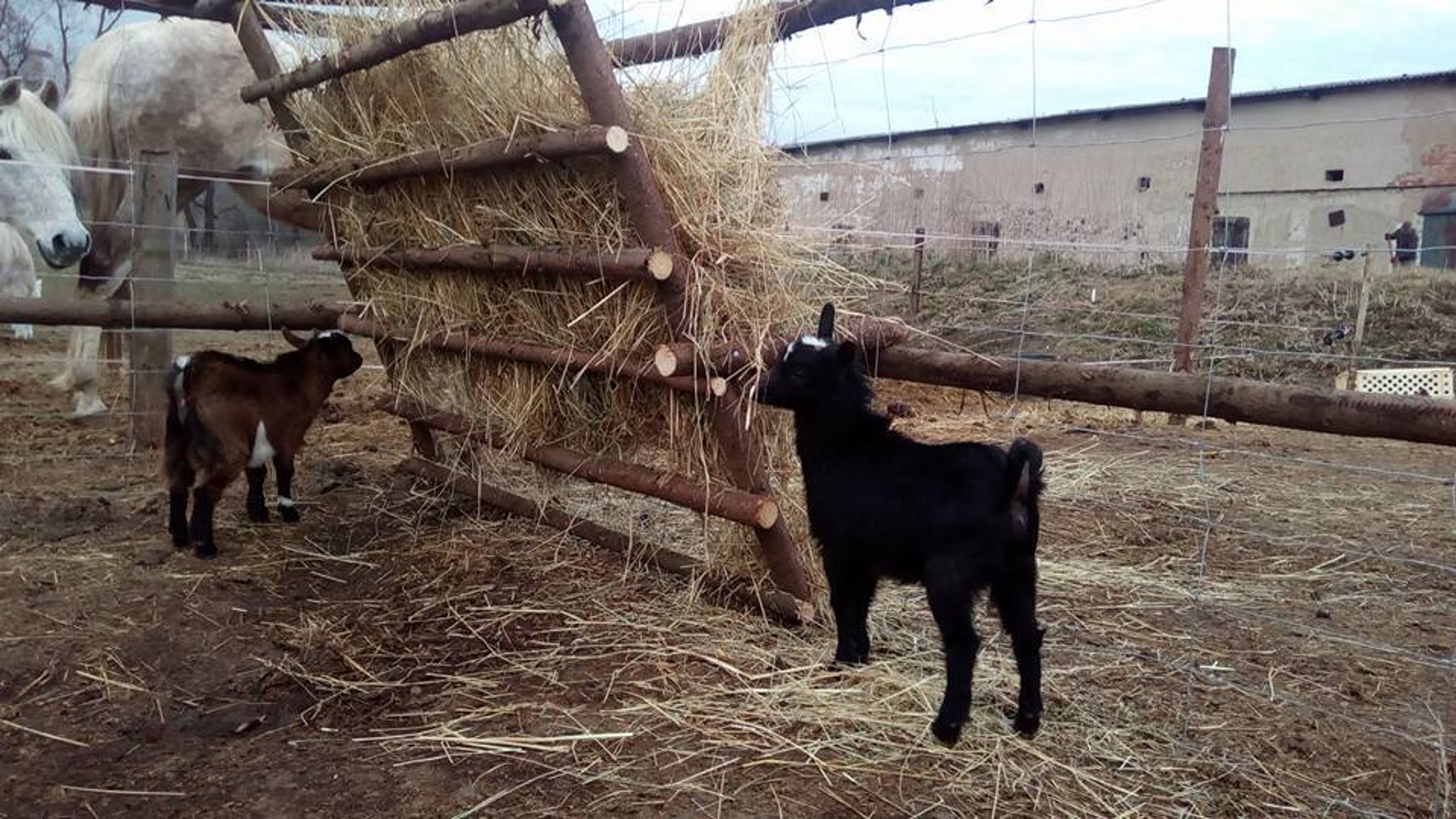 Následky silného větru ve stáji Řehlovice - 2 - GALERIE: Následky silného větru ve stáji Řehlovice (10/12)