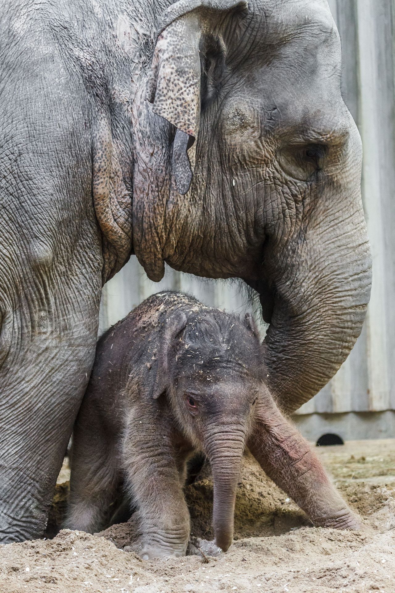 V pražské zoo se narodilo slůně - GALERIE - Narozené slůně v pražské zoo (1/3)