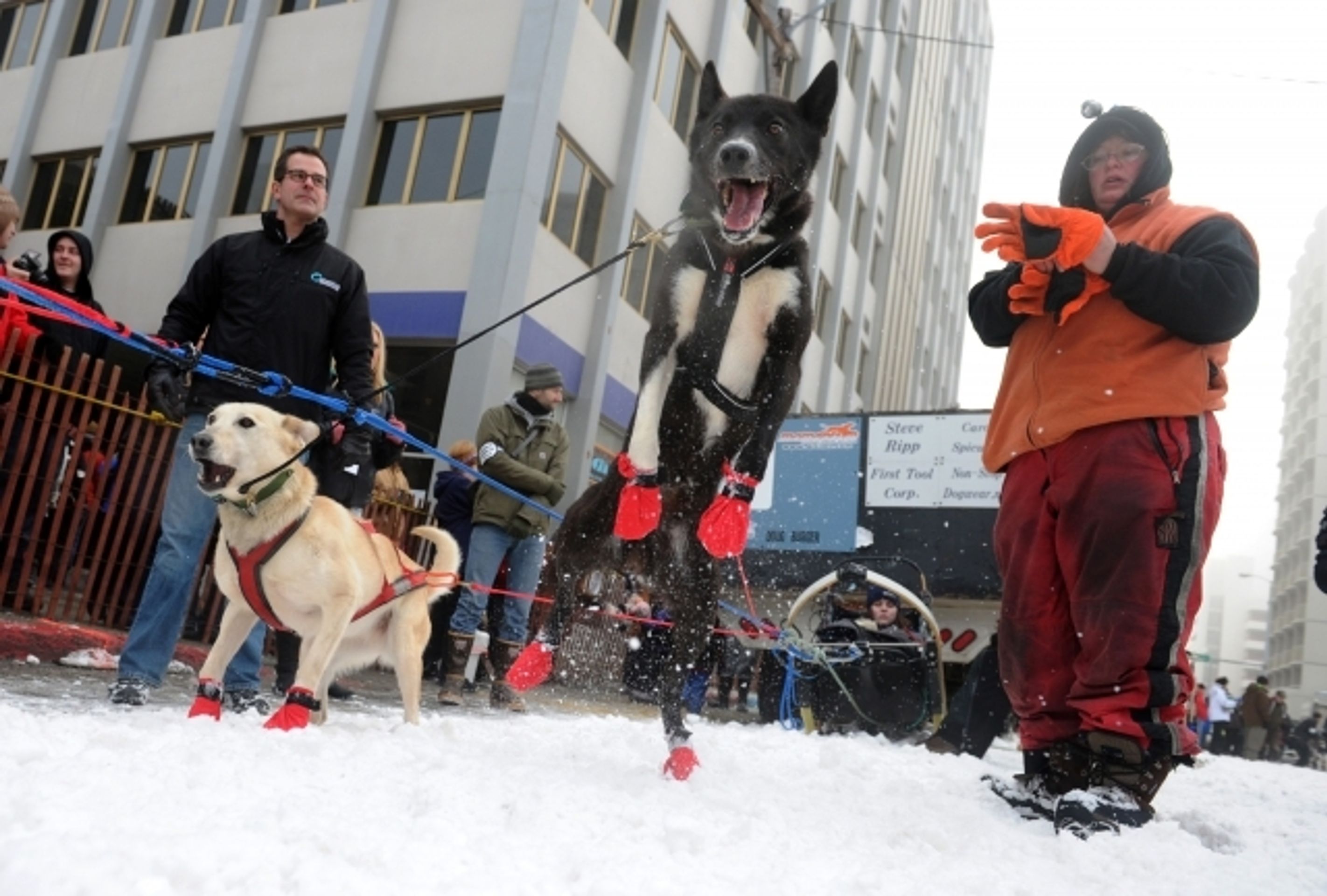 Iditarod - závod psích spřežení na Aljašce - 2 - GALERIE: Iditarod - závod psích spřežení na Aljašce (2/17)