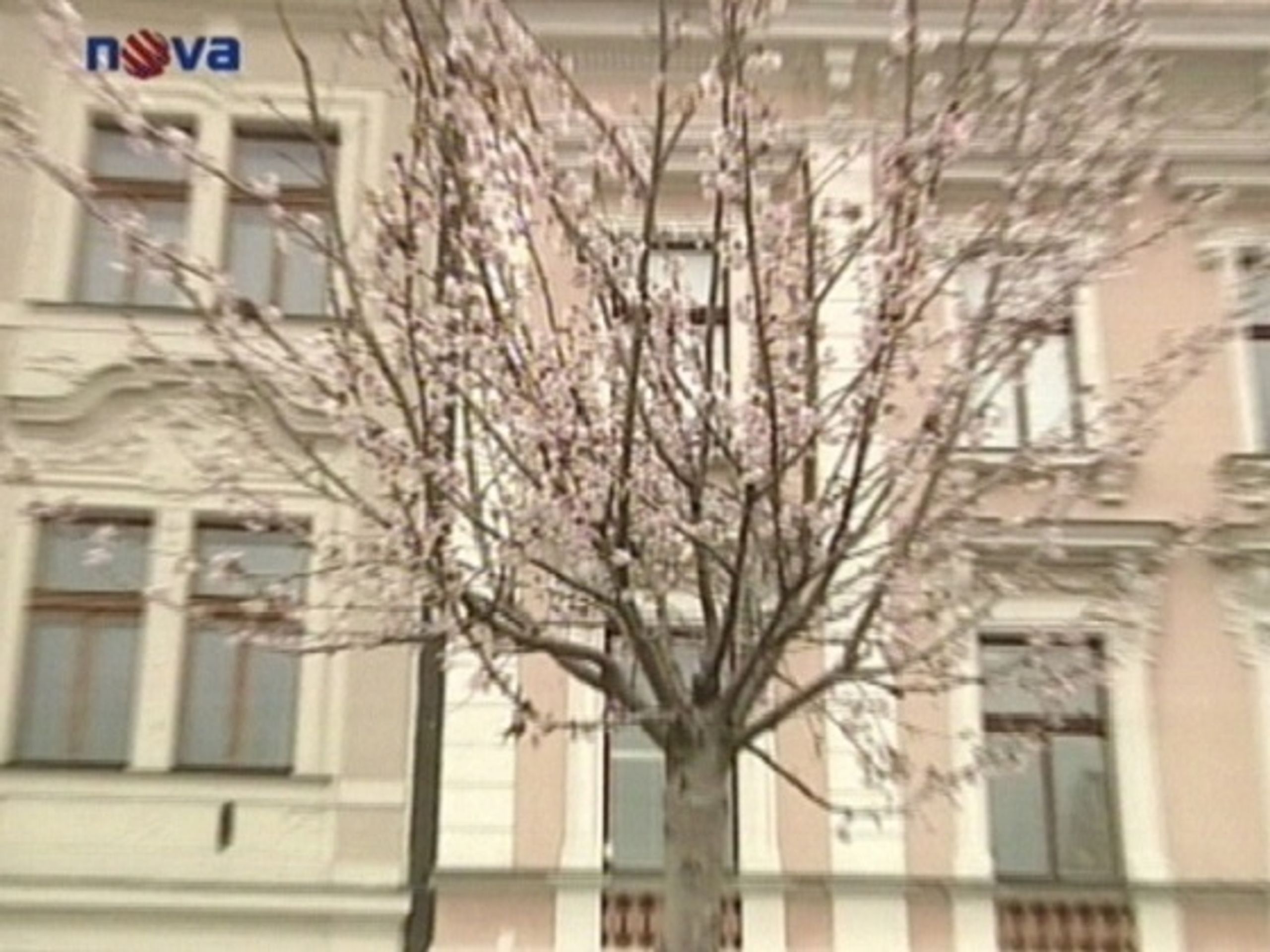 Sakura - Sakury kvetou i o Vánocích (2/2)