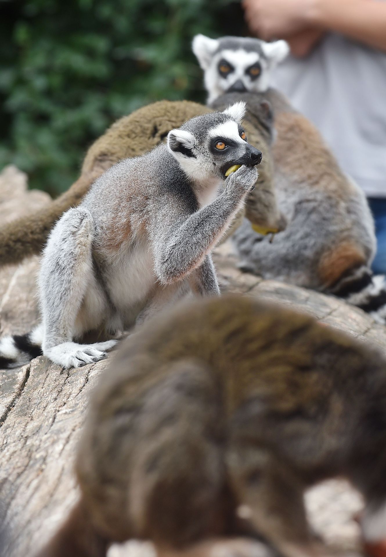 Krmení lemurů v ZOO Praha - 7 - GALERIE: Krmení lemurů v ZOO Praha (7/19)
