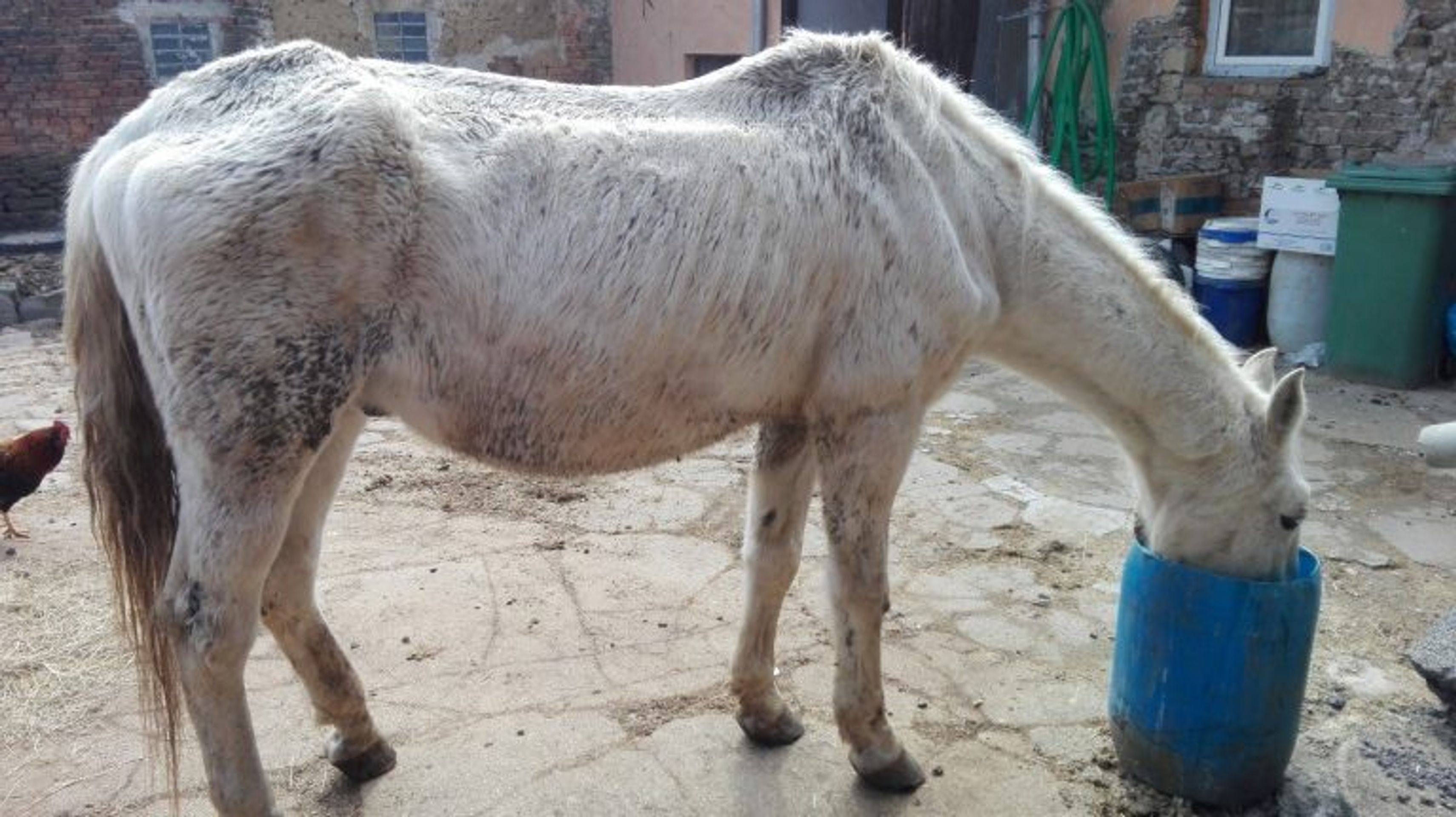 Veterináři na Prostějovsku objevili týraného koně - 1 - GALERIE: Veterináři na Prostějovsku objevili týraného koně (1/2)
