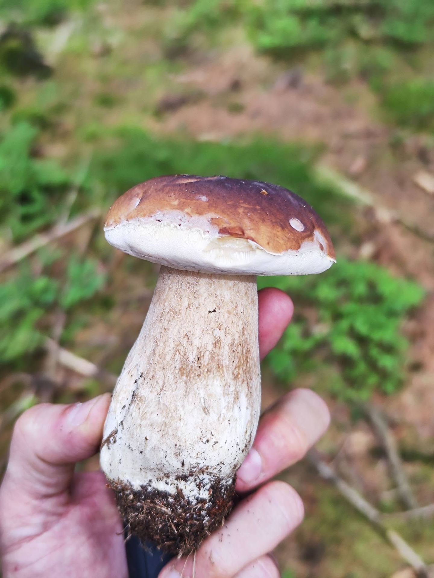 Houbová nadílka na Chomutovsku - Houbová nadílka na Chomutovsku (1/12)