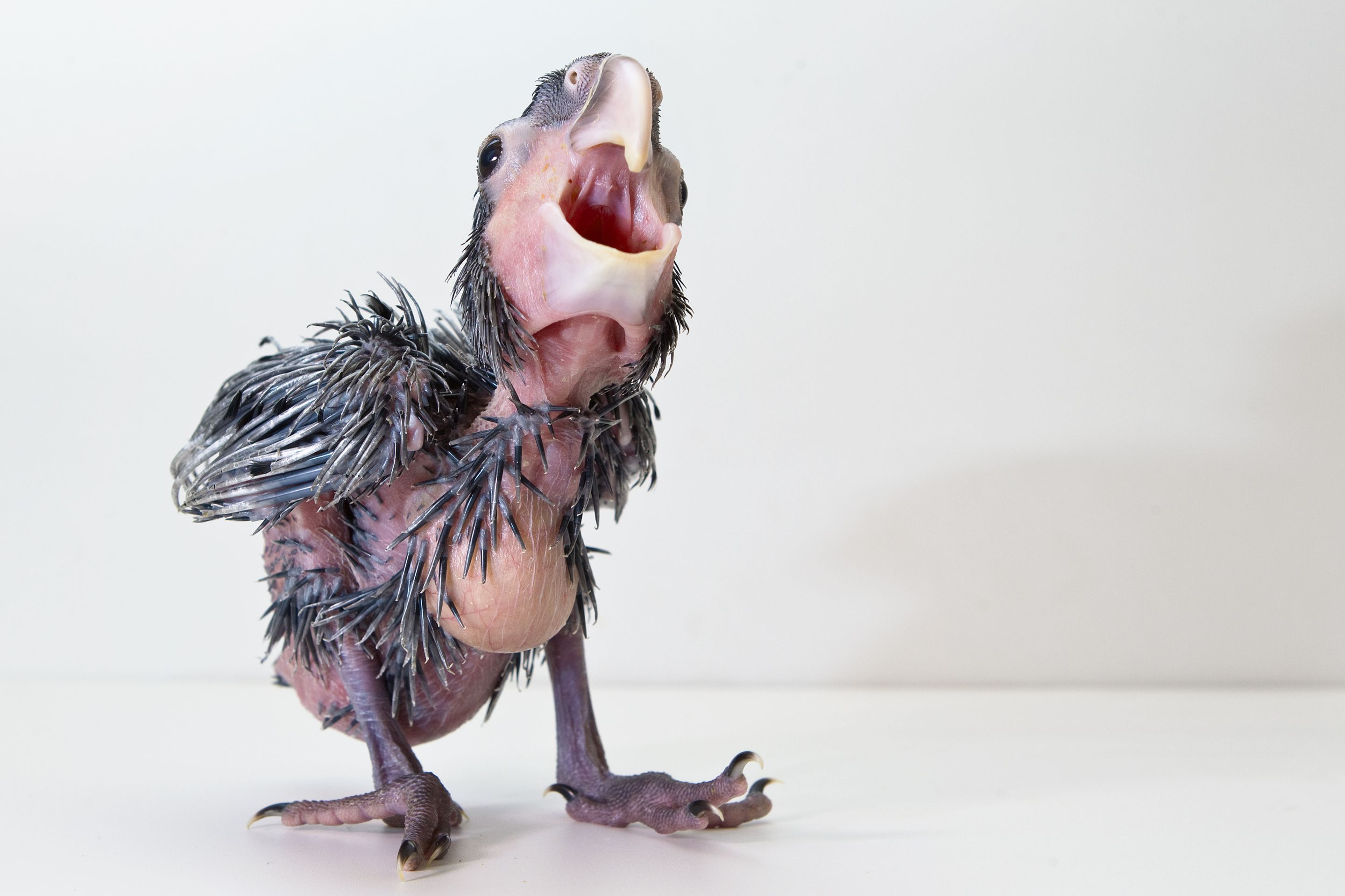 Mládě vzácného kakadu palmového z pražské zoo - 13 - GALERIE: Mládě kakadu palmového z pražské zoo (7/18)