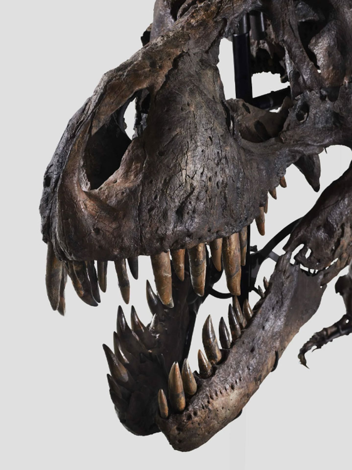 Tyrannosaur rex (8) - Tyrannosaur rex (2/12)