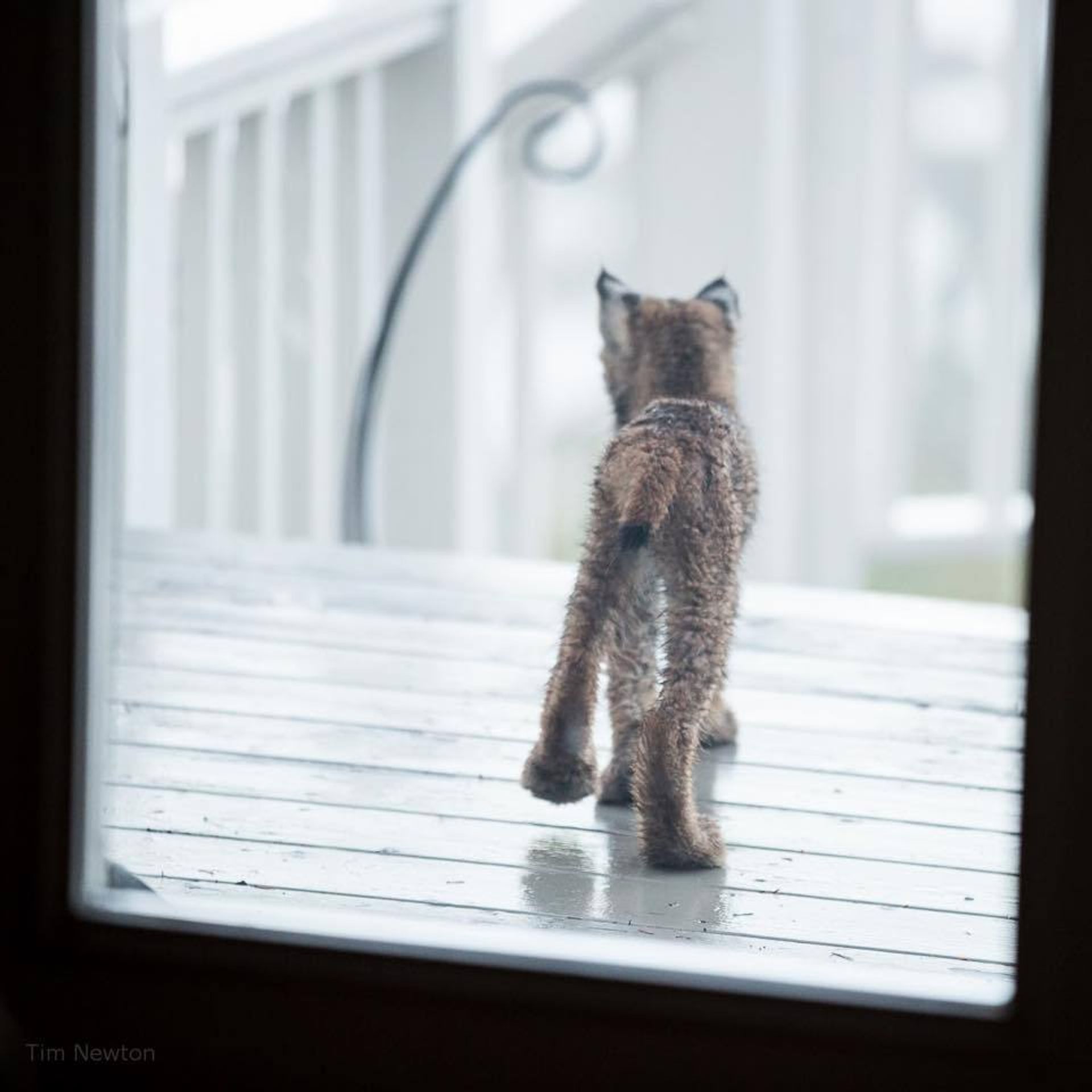 Rysové skotačili na verandě fotografa - 12 - GALERIE: Rysové skotačili na verandě fotografa (12/12)