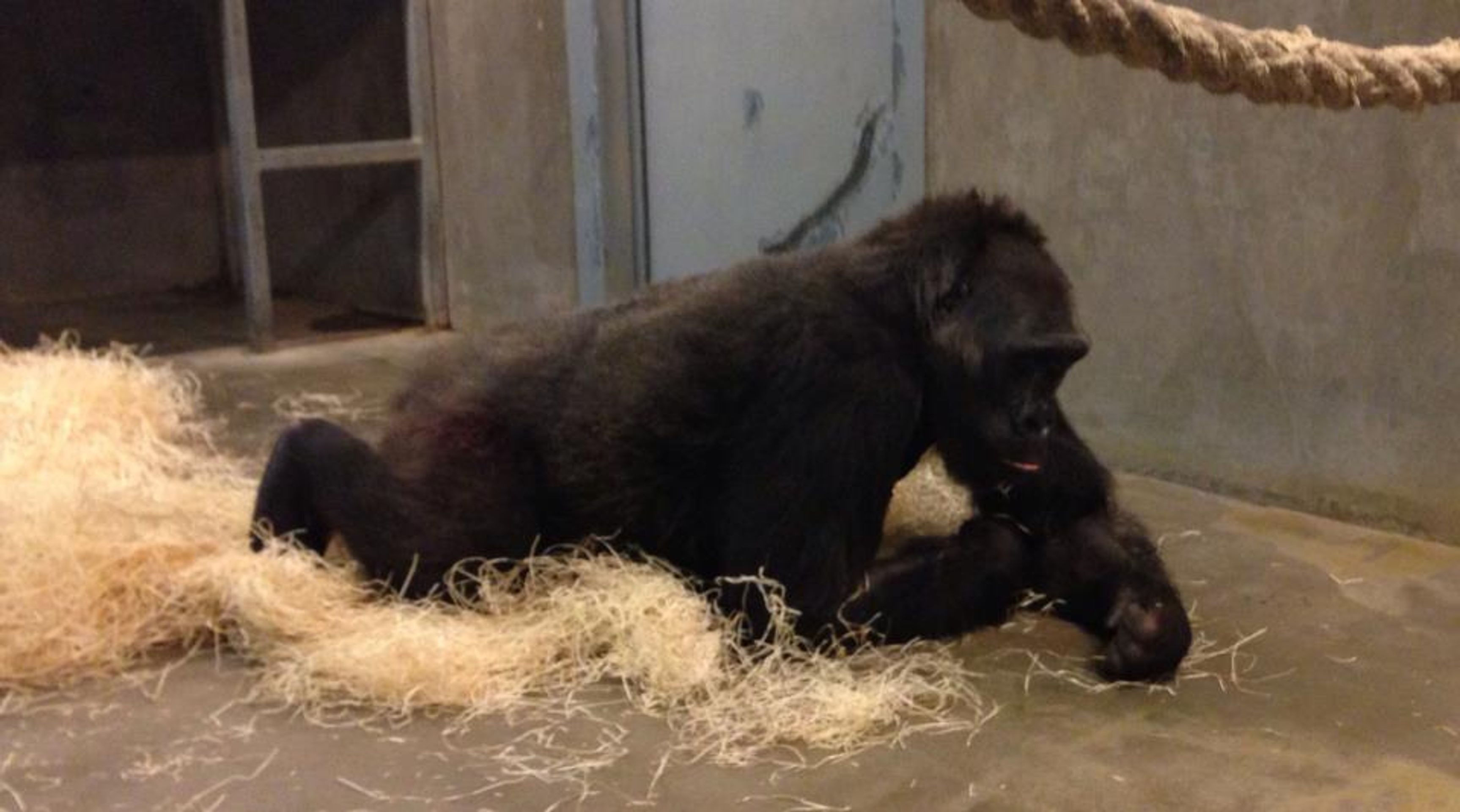 Kamba - GALERIE: Porod gorily Kamby v pražské ZOO (8/8)