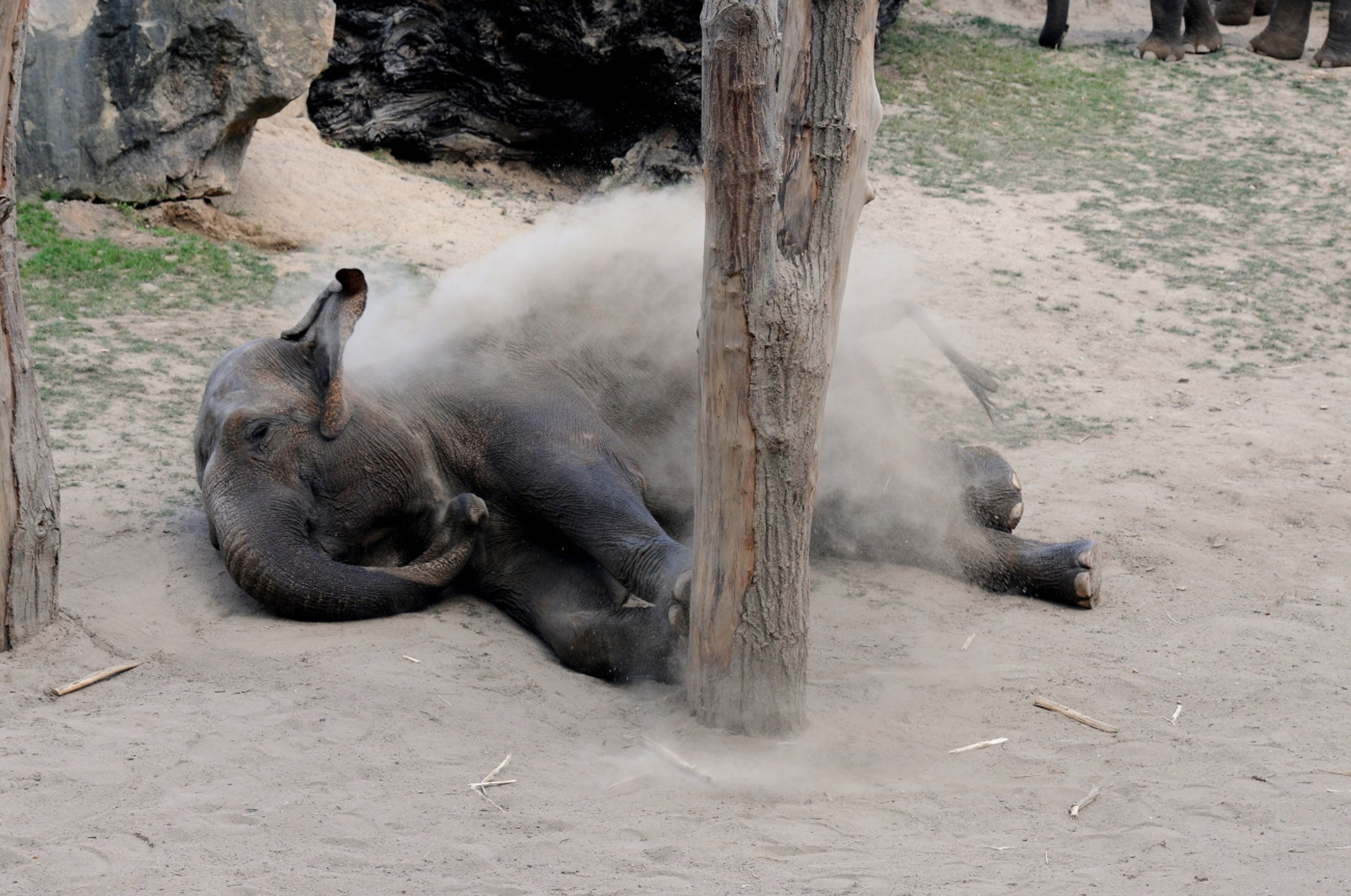 Zoo Praha - 1 - GALERIE: koupání slonů v písku (1/5)
