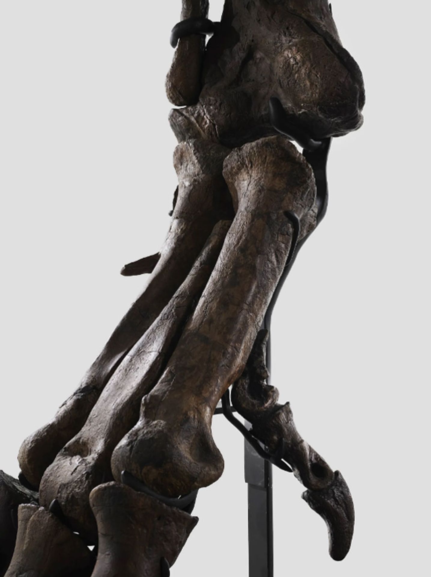 Tyrannosaur rex (4) - Tyrannosaur rex (5/12)