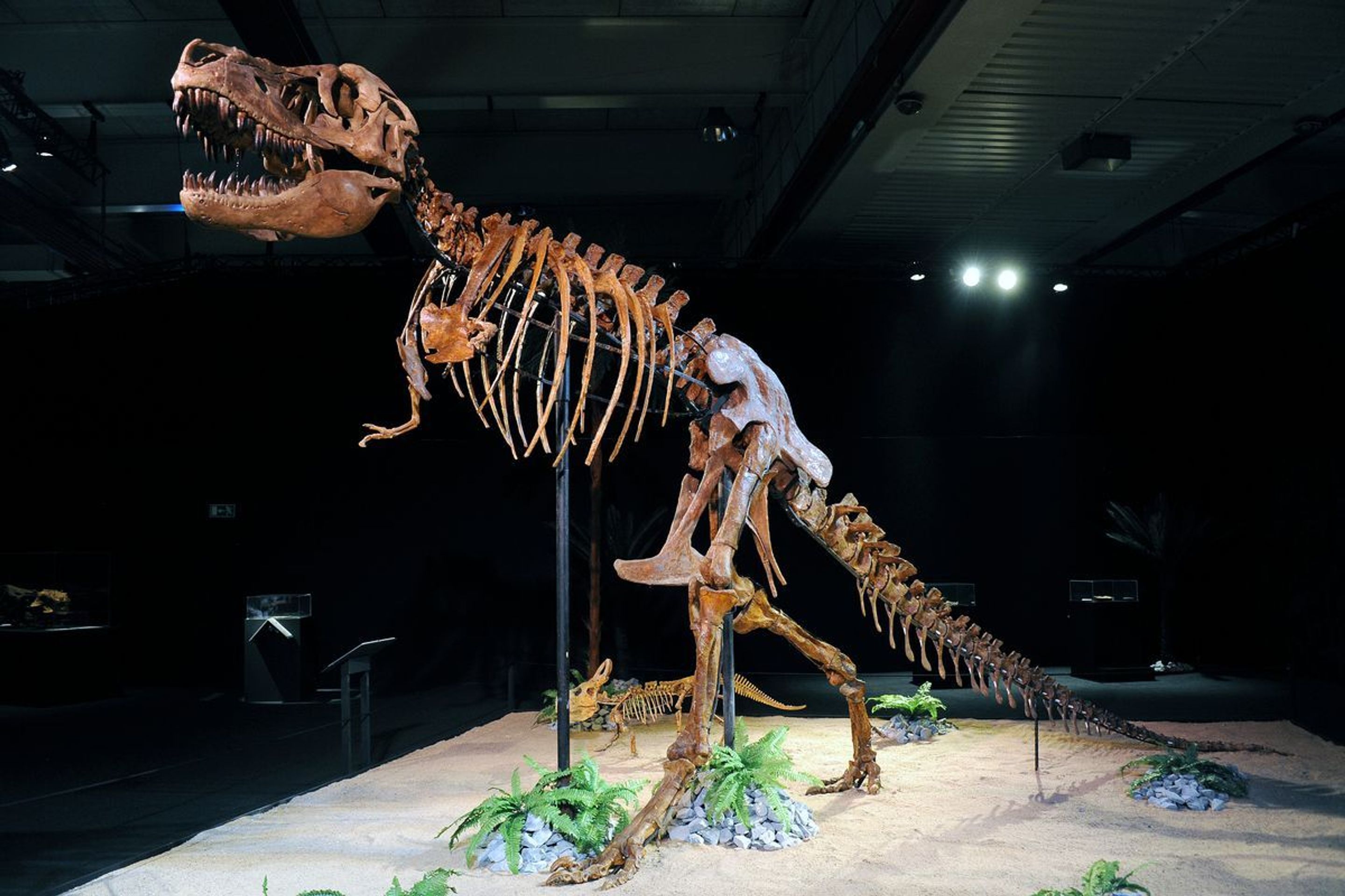 Výstava Dinosaurium - 18 - GALERIE: Výstava Dinosaurium (6/23)