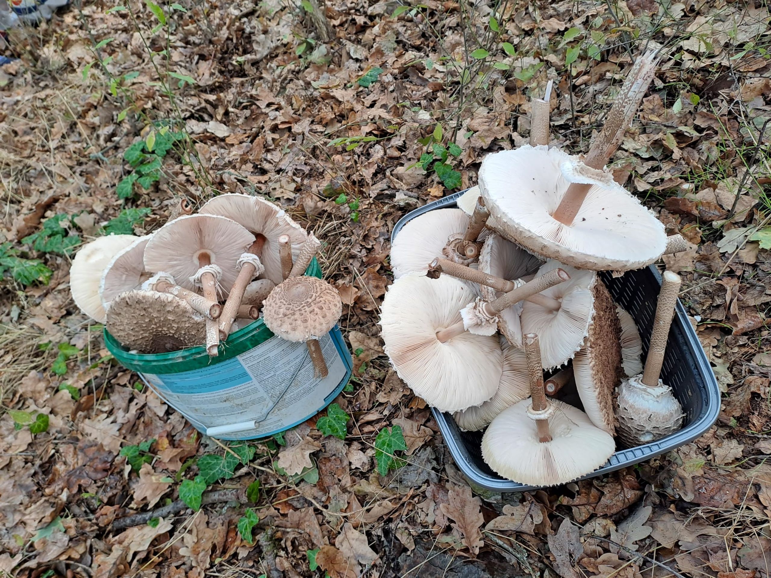 Úroda bedly vysoké u vodní nádrže Hracholusky (4) - Úroda bedly vysoké u vodní nádrže Hracholusky (4/5)