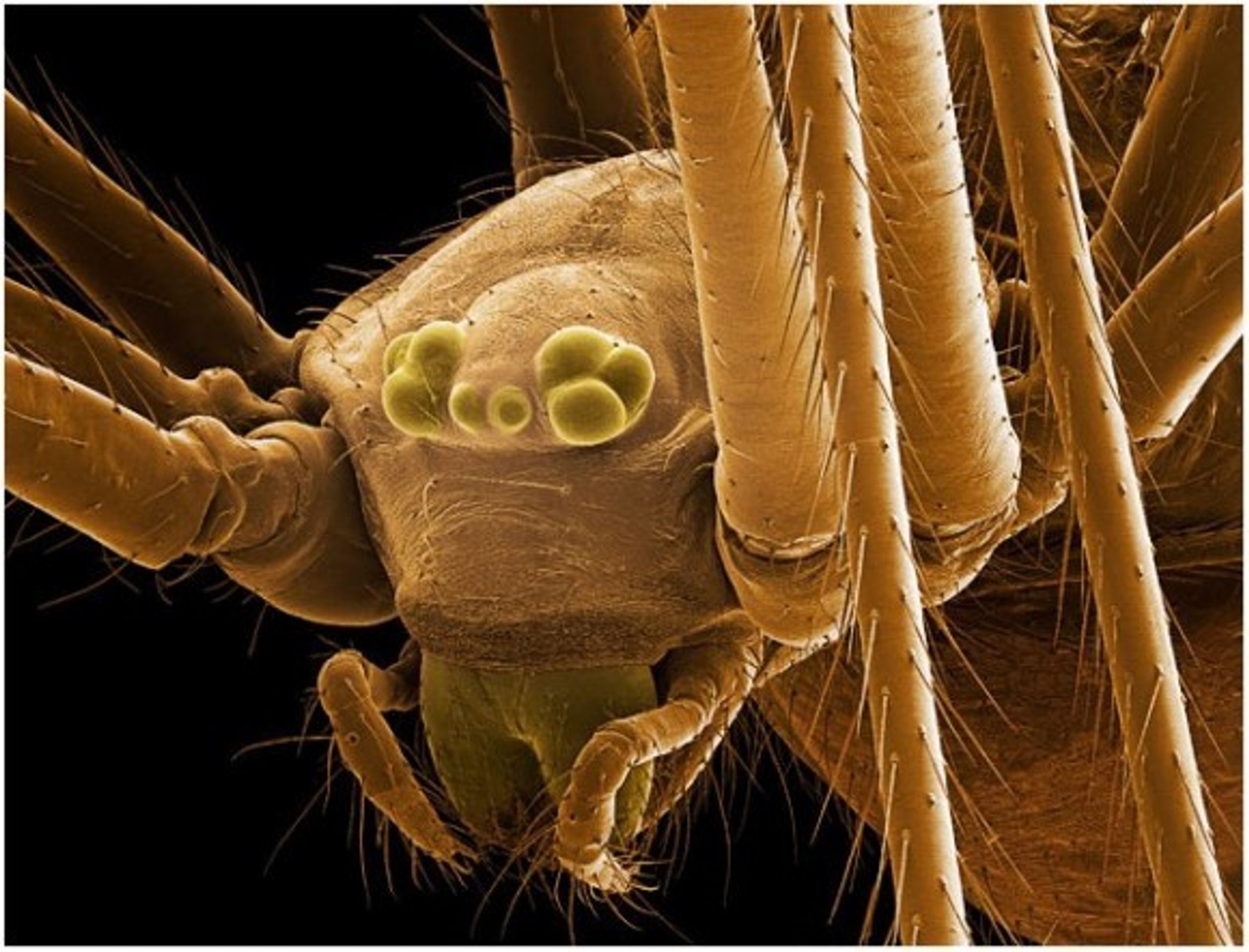 Hmyz pod elektronovým mikroskopem - 13 - GALERIE: Hmyz pod elektronovým mikroskopem (9/20)