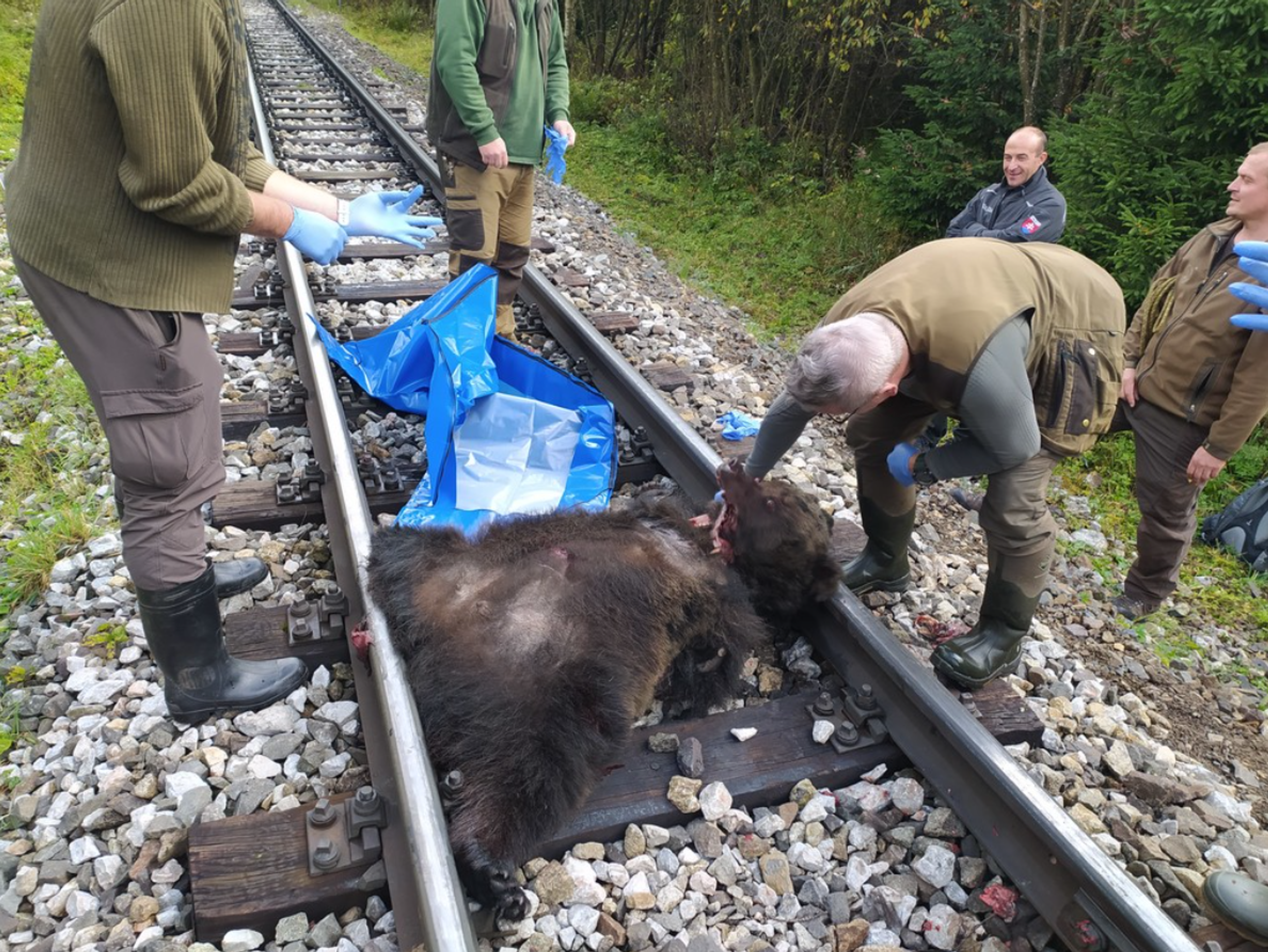 Medvědici na Slovensku přejela tramvaj - Medvědici v Tatrách zabila tramvaj (1/3)
