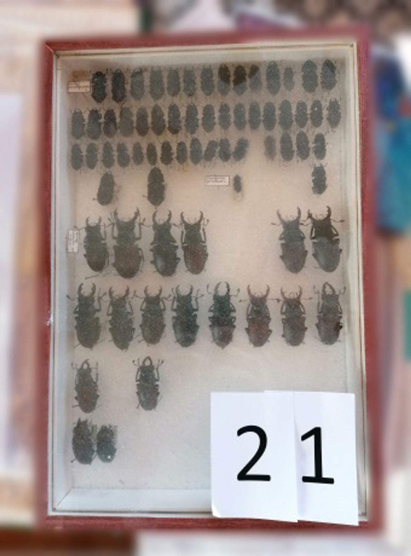 Obchody s chráněnými živočichy v Brně - 4 - GALERIE: Obchody s chráněnými živočichy v Brně (17/20)