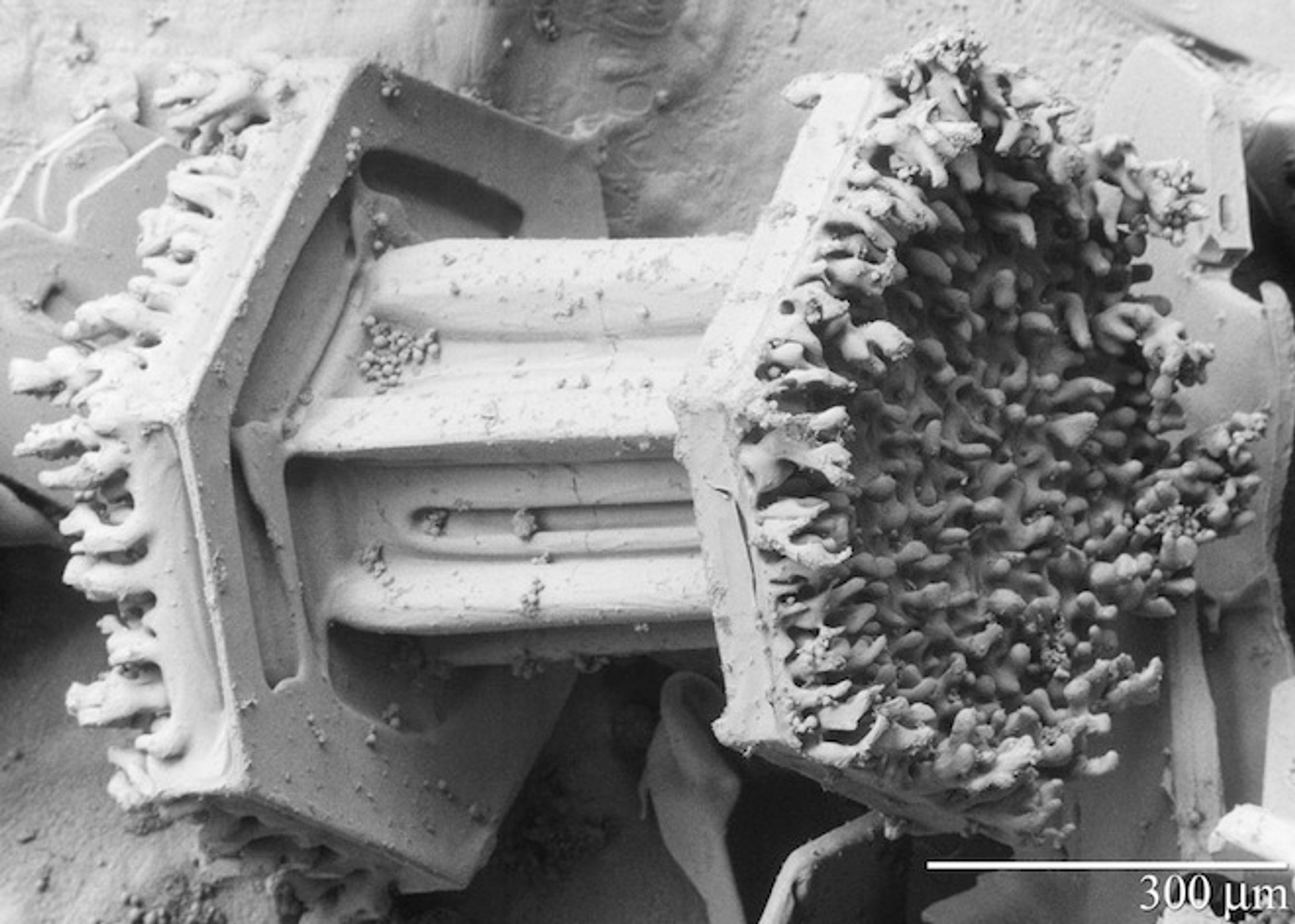 Vločka pod mikroskopem - 12 - GALERIE: Sněhová vločka pod mikroskopem (1/22)