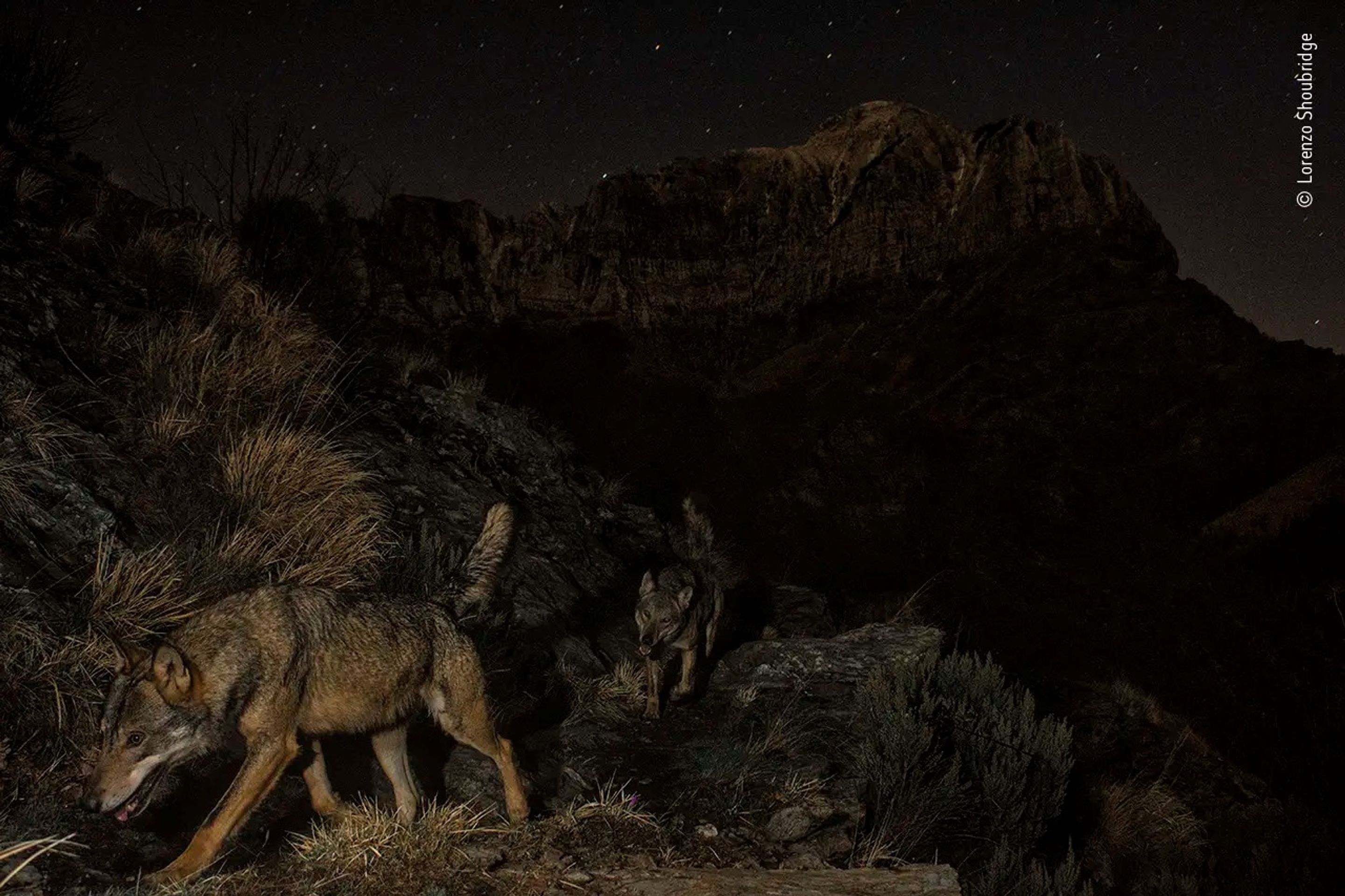 Wildlife Photographer of the Year - Lorenzo Shoubridge - GALERIE: Wildlife Photographer of the Year (7/10)
