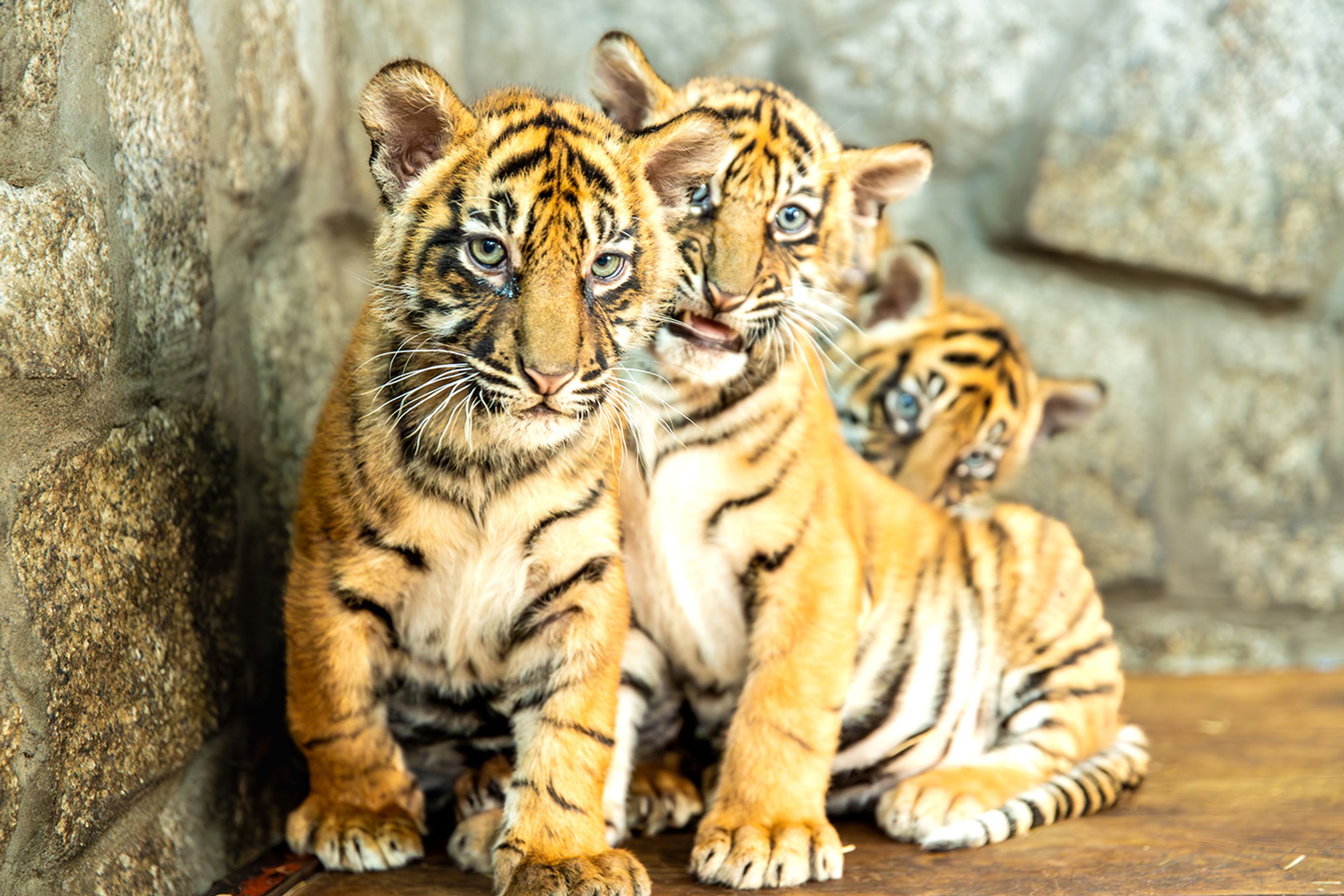 Tygři sumaterští ve vratislavské zoo (4) - Tygři sumaterští ve vratislavské zoo (15/16)