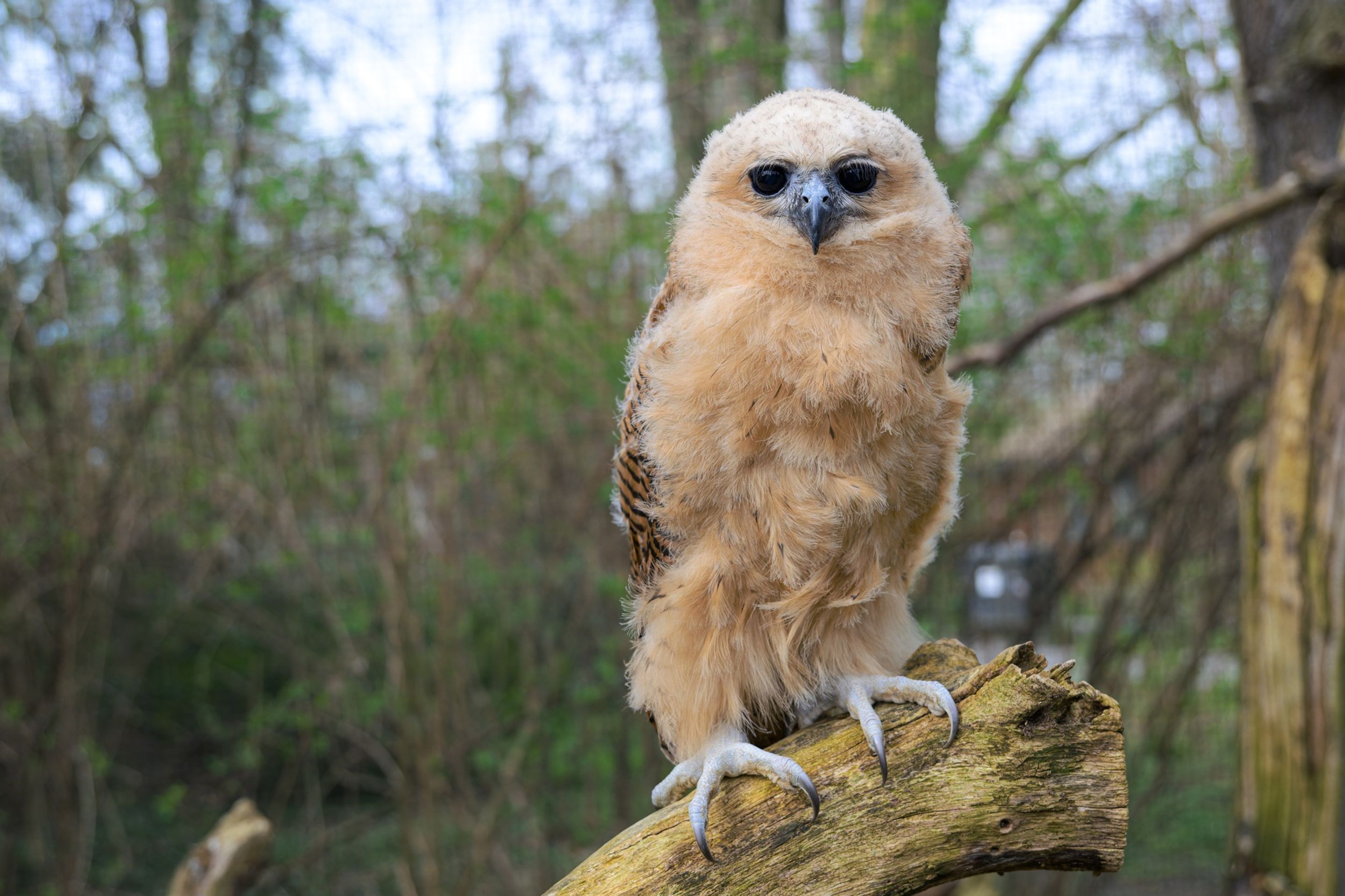 Mládě rybožravé sovy ketupy Pelovy v Zoo Praha, Petr Hamerník, Zoo Praha (6) - Mládě rybožravé sovy ketupy Pelovy (6/6)
