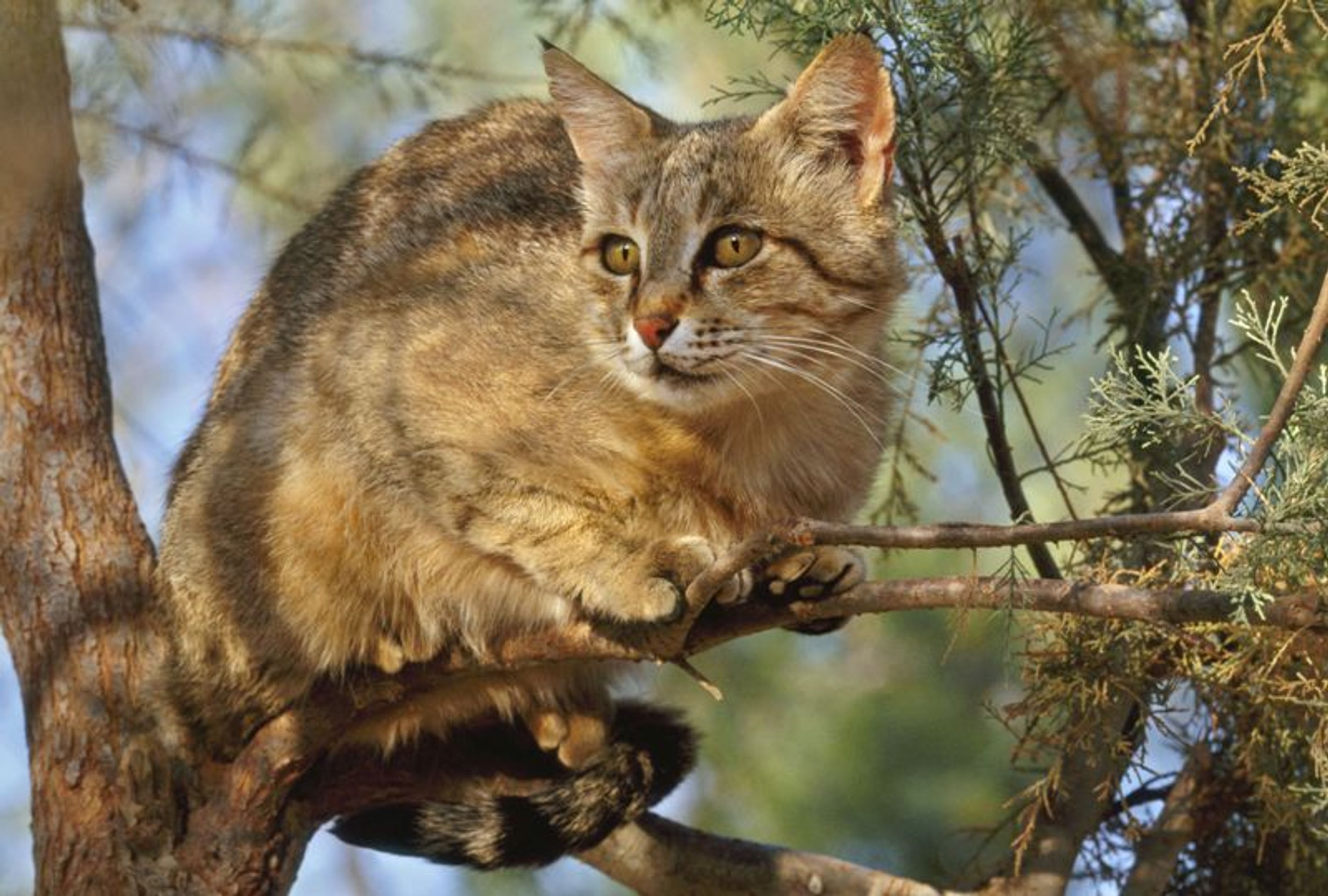 Kočka divoká - GALERIE: Kriticky ohrožené druhy (5/16)