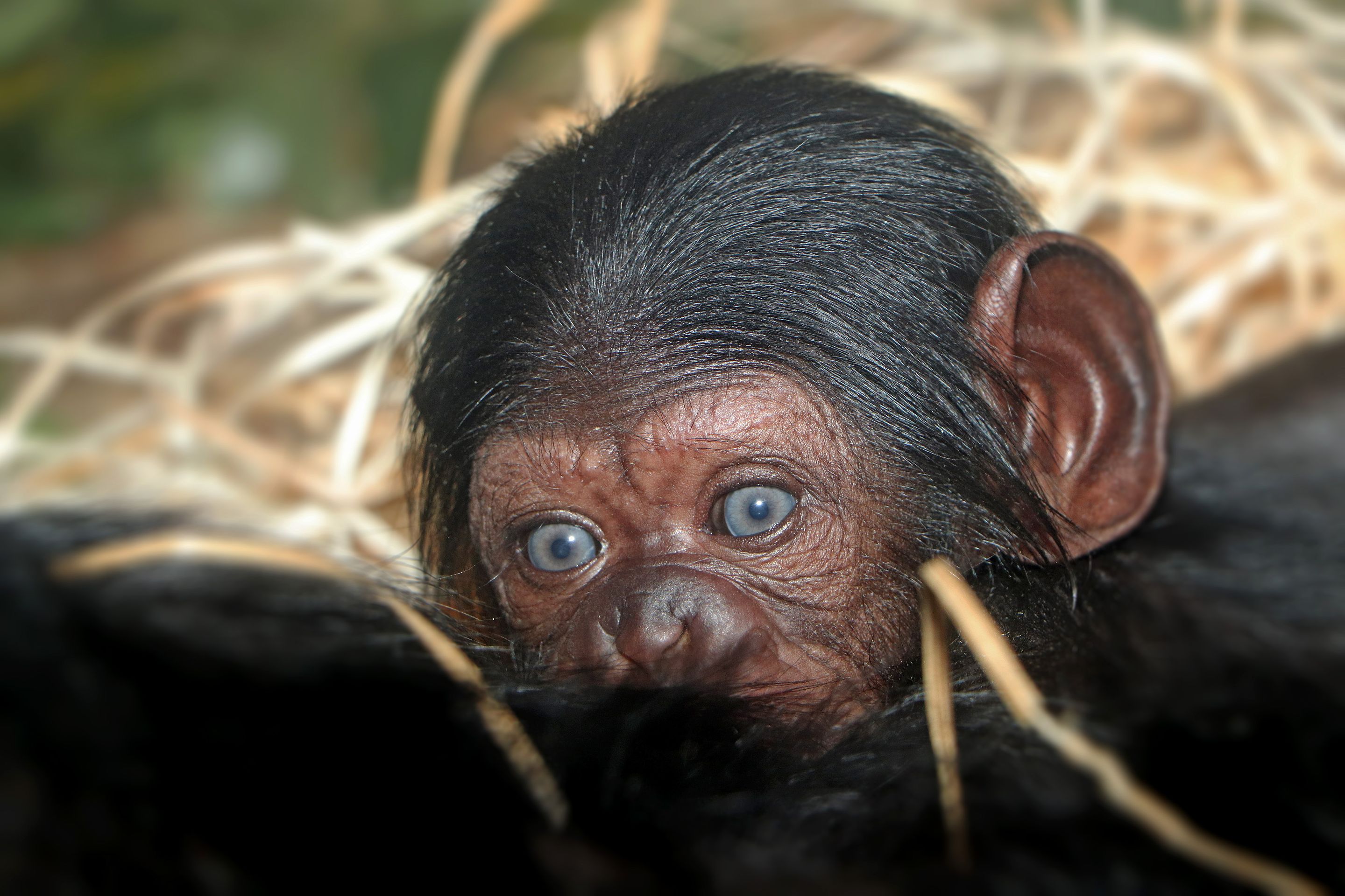 V Zoo Plzeň se narodilo mládě šimpanze - 4 - GALERIE: V plzeňské zoo se narodilo mládě šimpanze (1/4)