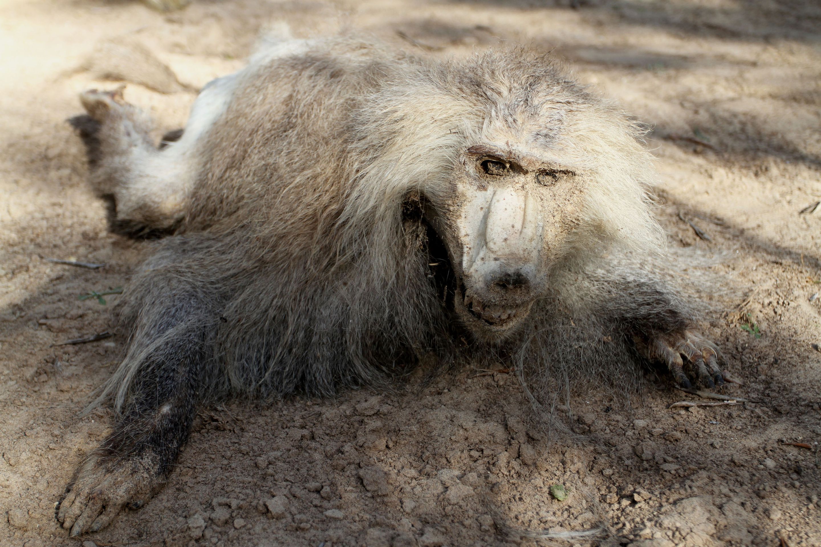 Děsivé fotografie ze zoo v Gaze - 5 - GALERIE: Děsivé fotografie ze zoo v Gaze (5/7)
