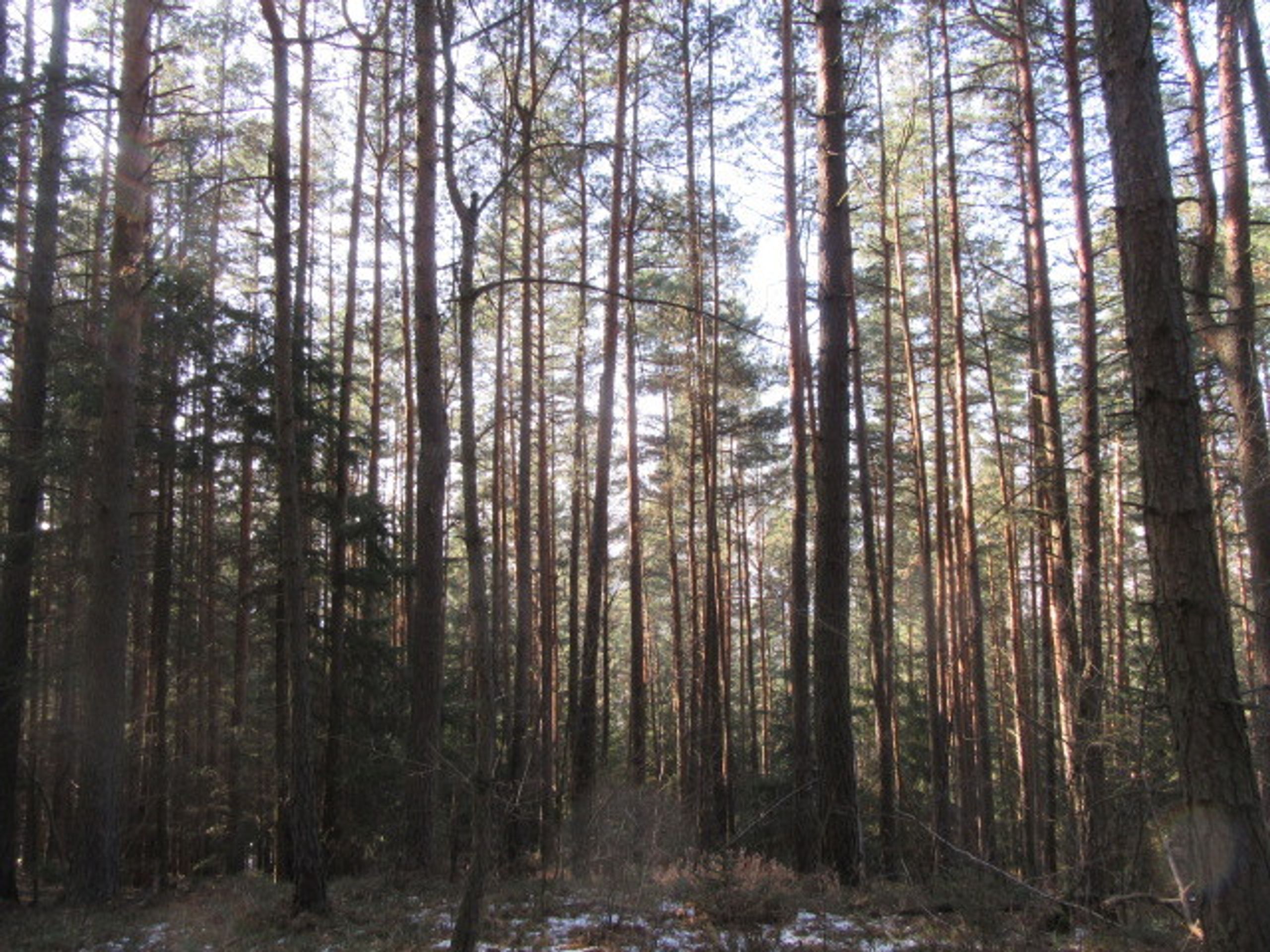 Dražby nemovitostí - Pozemek o velikosti 11451 m2, Zábrdí u Lažišť - GALERIE: Dražby nemovitostí (23/46)