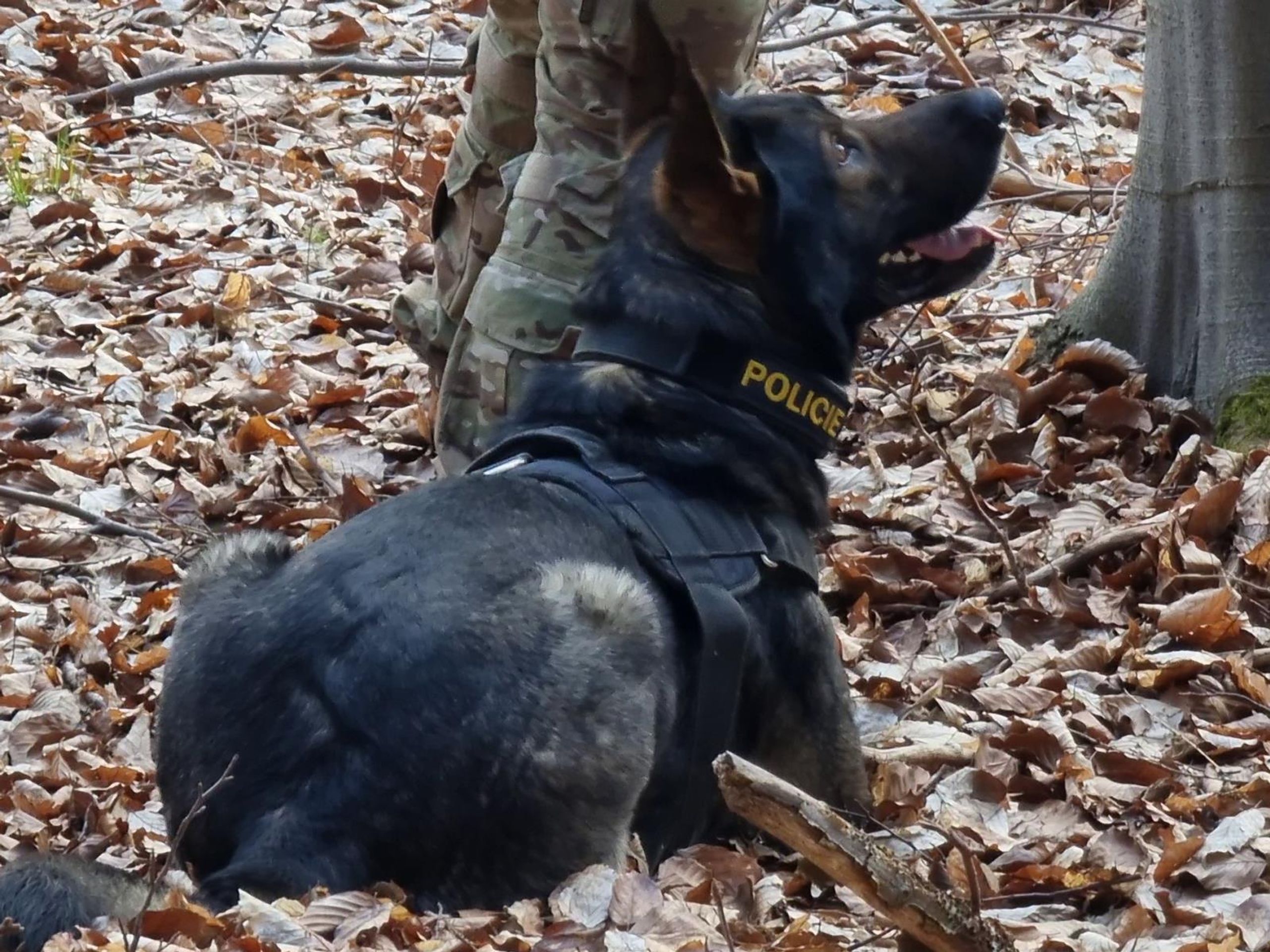 Policejní pátrání Svitávky - Dopadení podezřelého z dvojnásobné vraždy ve Svitávce (4/8)