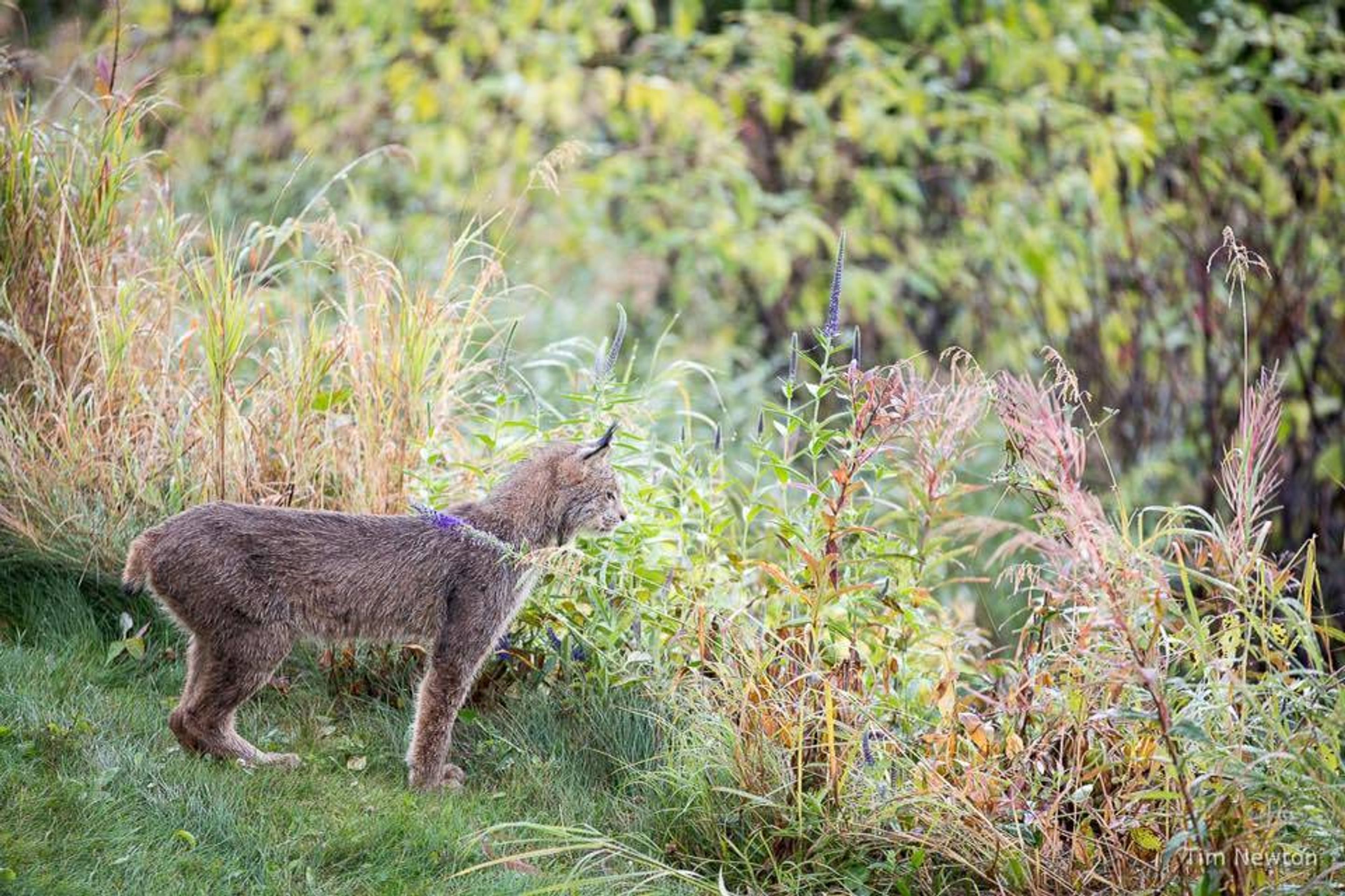 Rysové skotačili na verandě fotografa - 6 - GALERIE: Rysové skotačili na verandě fotografa (6/12)