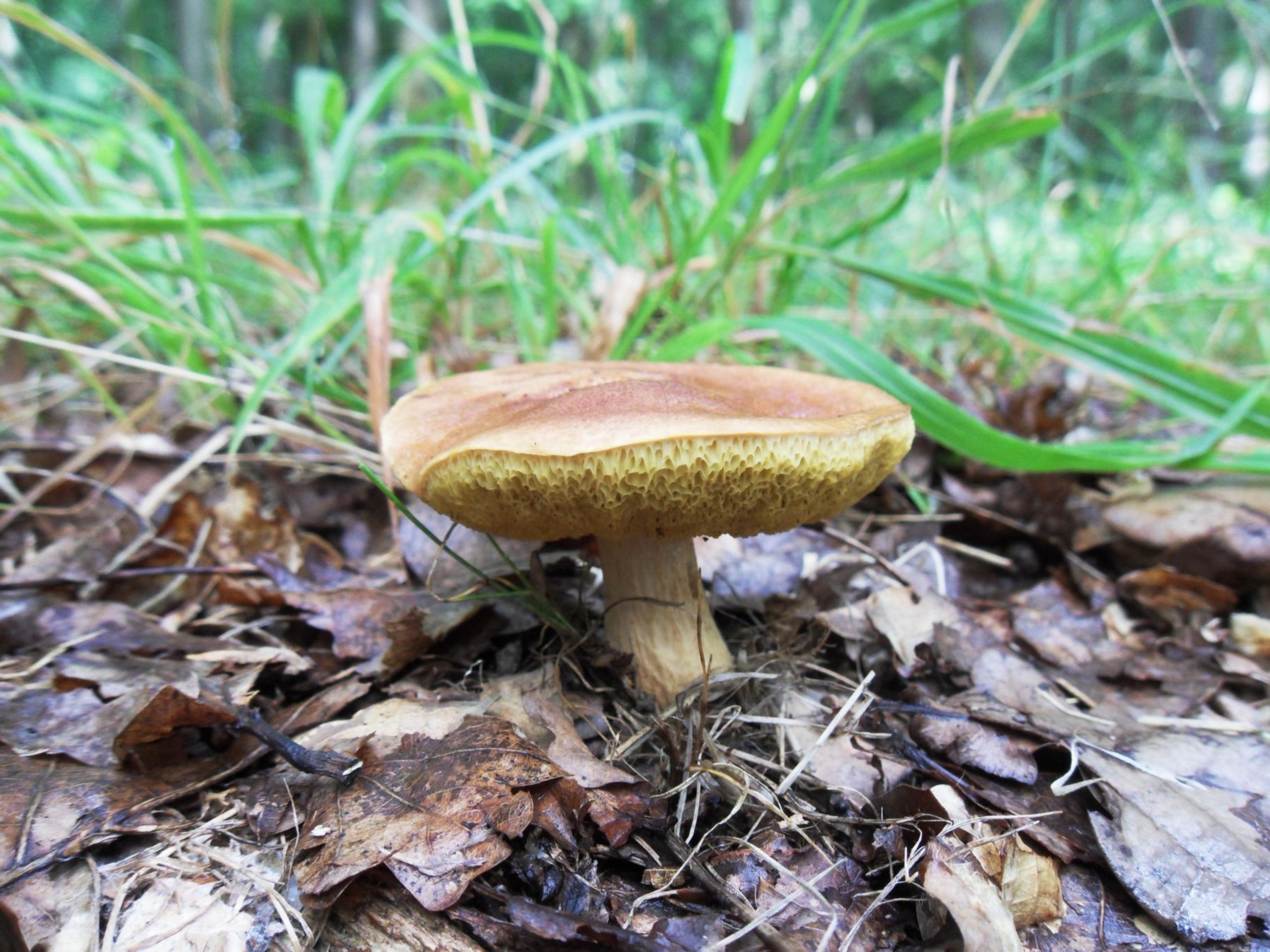 Hřib moravský (Aureoboletus moravicus) - Za sběr těchto hub hrozí vysoké pokuty (3/3)