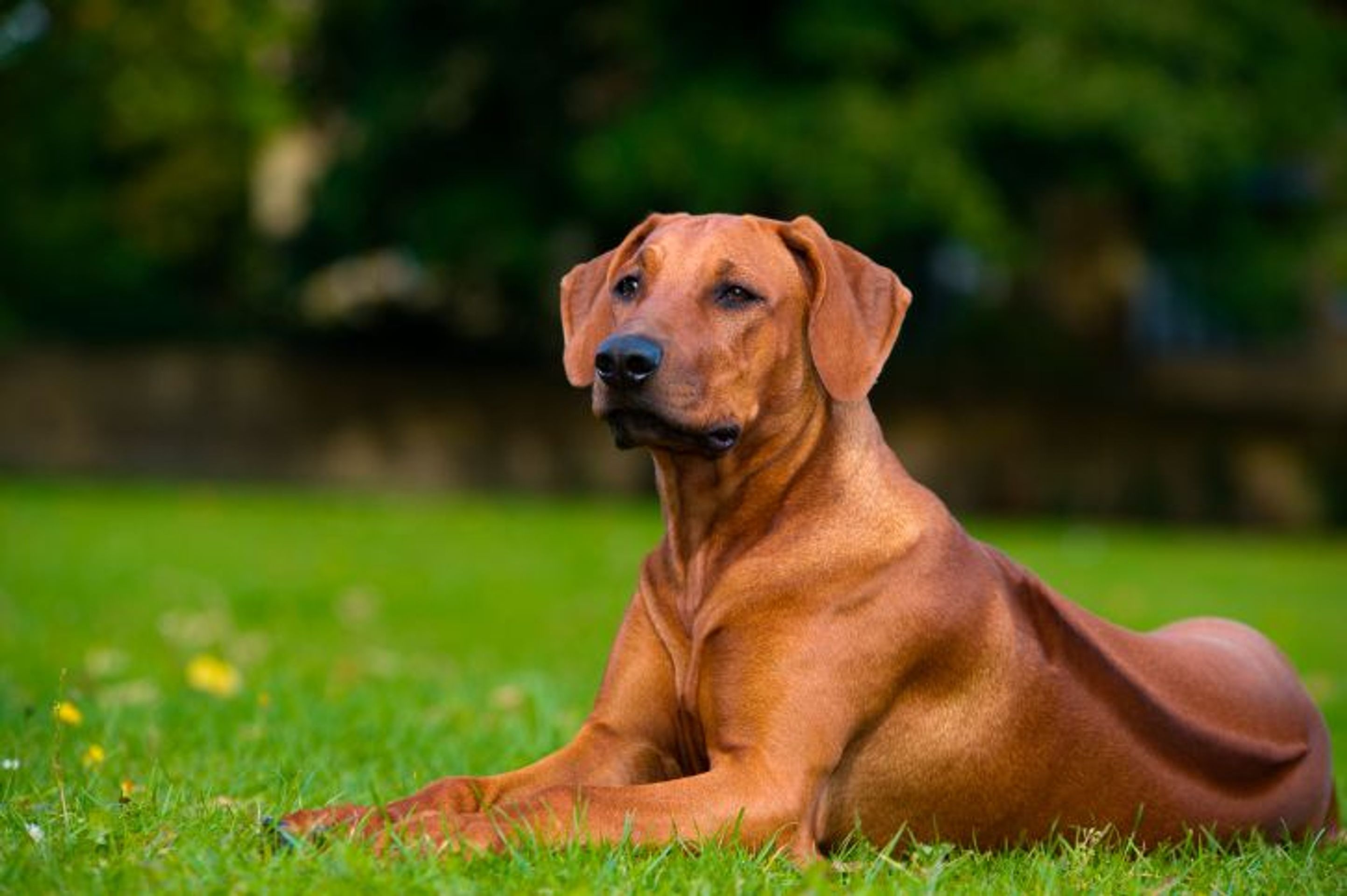 Rhodéský ridgeback - Přehled psích plemen (19/20)