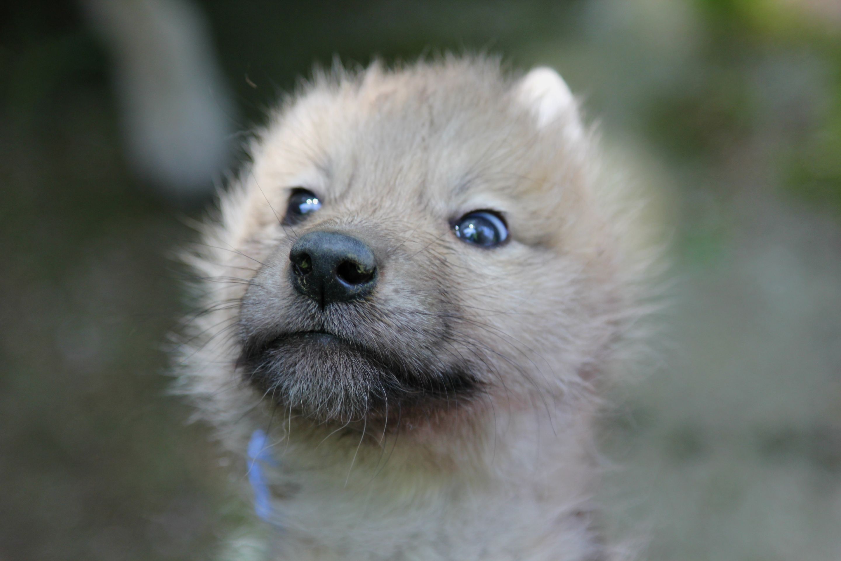 Paterčata vlků arktických v brněnské ZOO - 3 - GALERIE: Paterčata vlků arktických v brněnské ZOO (3/7)
