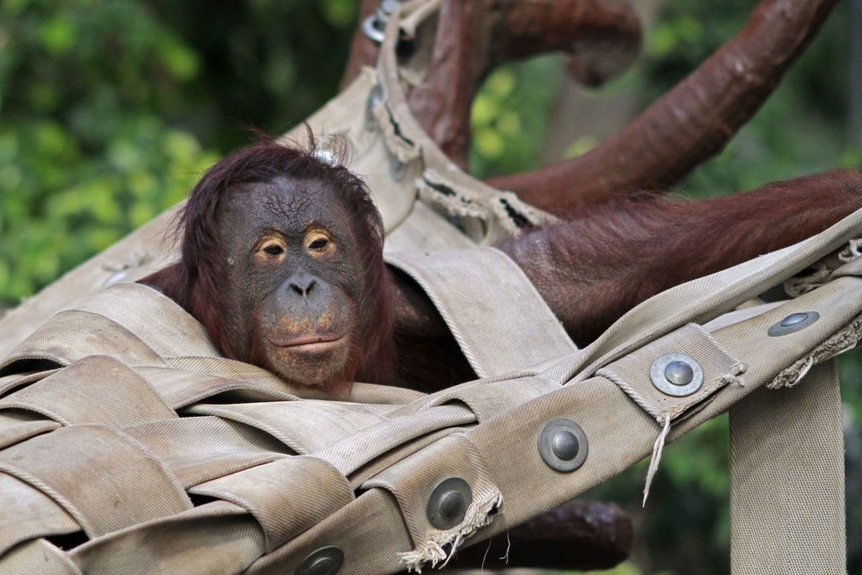 V německé zoo vyhořel pavilon opic - 1 - GALERIE: V německé zoo vyhořel pavilon opic (8/8)