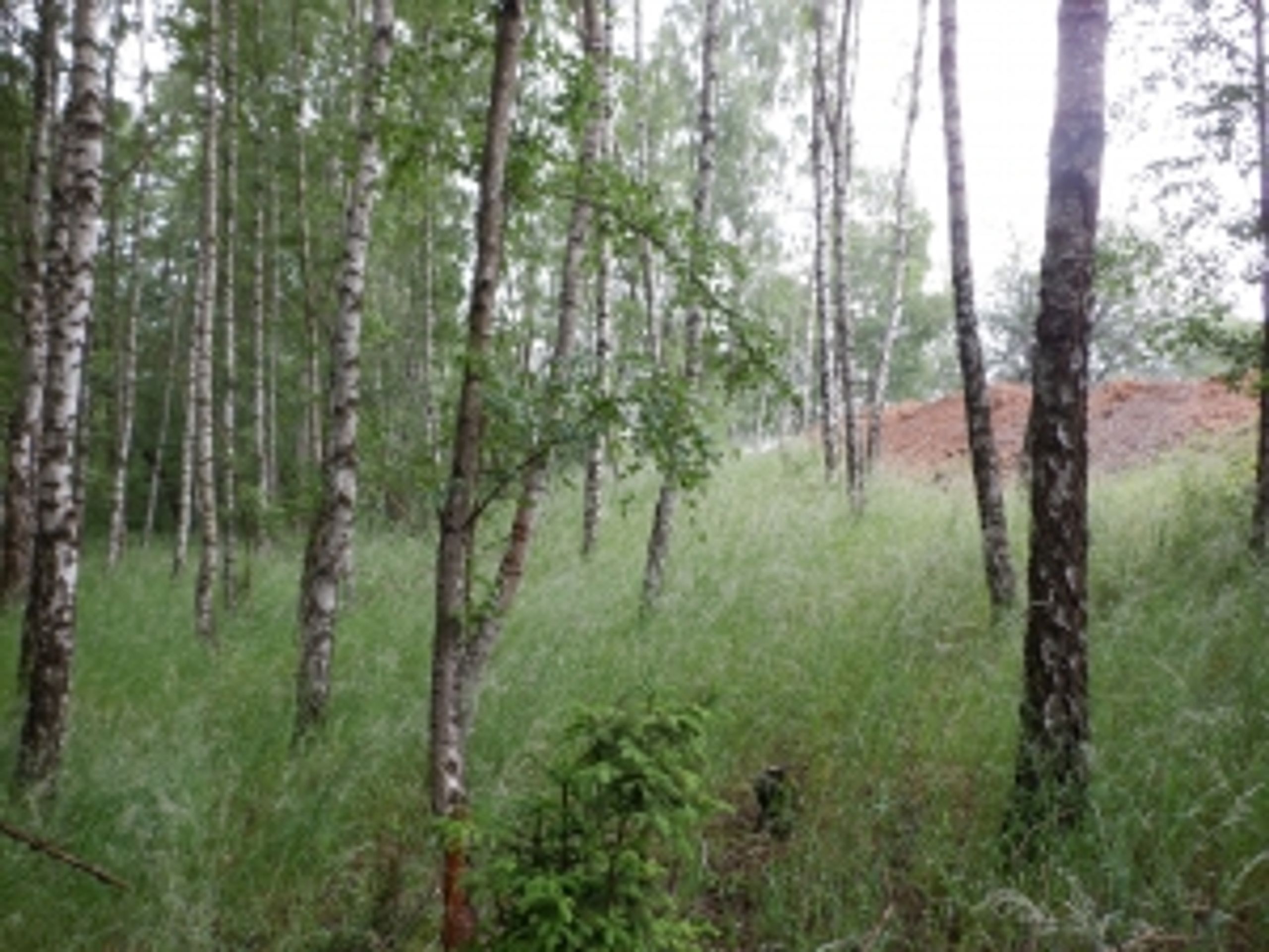 Cvičiště Rančířov u Jihlavy (4) - Prodej majetku armády (20/35)