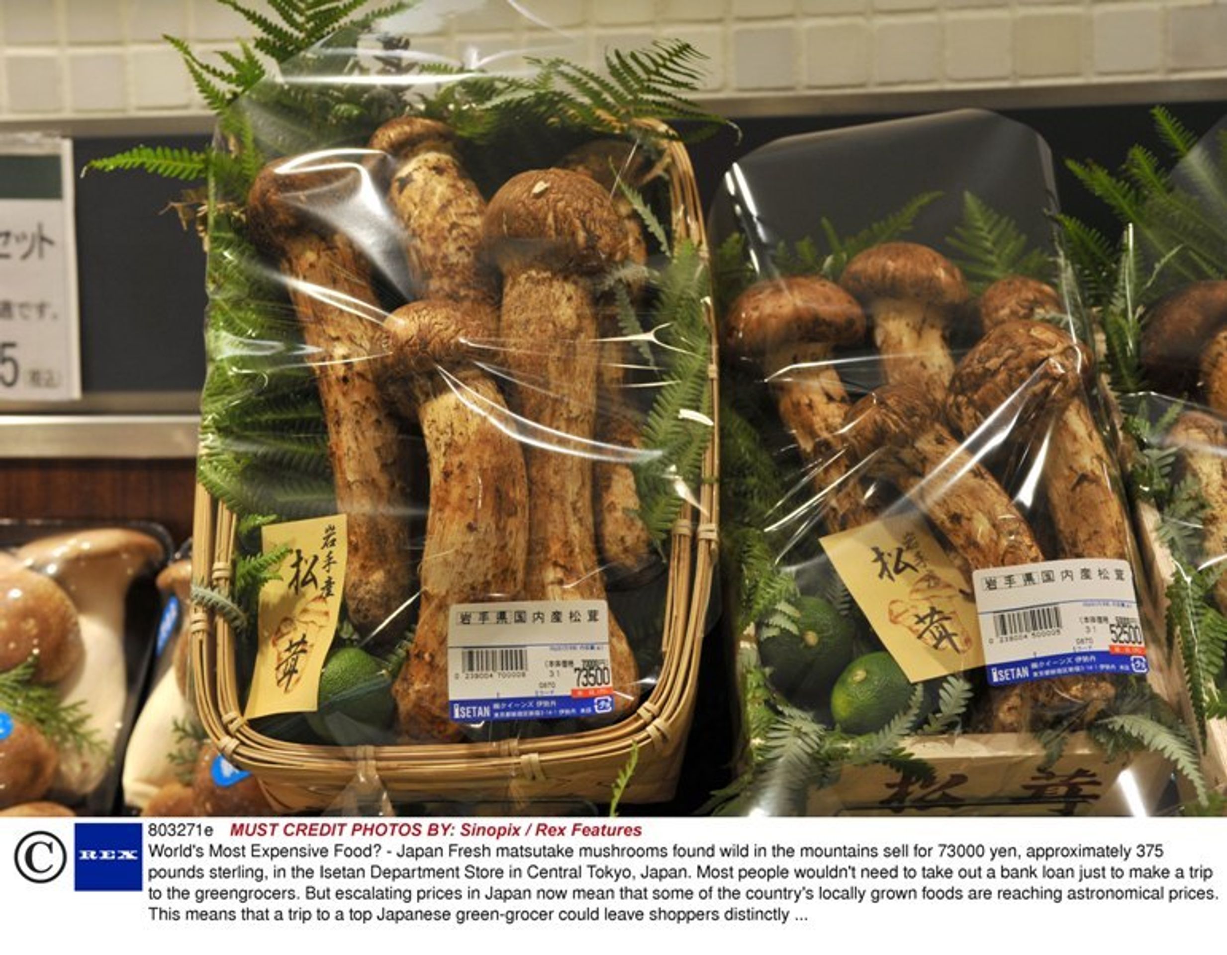 Houby Matsutake - 2 - GALERIE: Houby Matsutake (1/2)