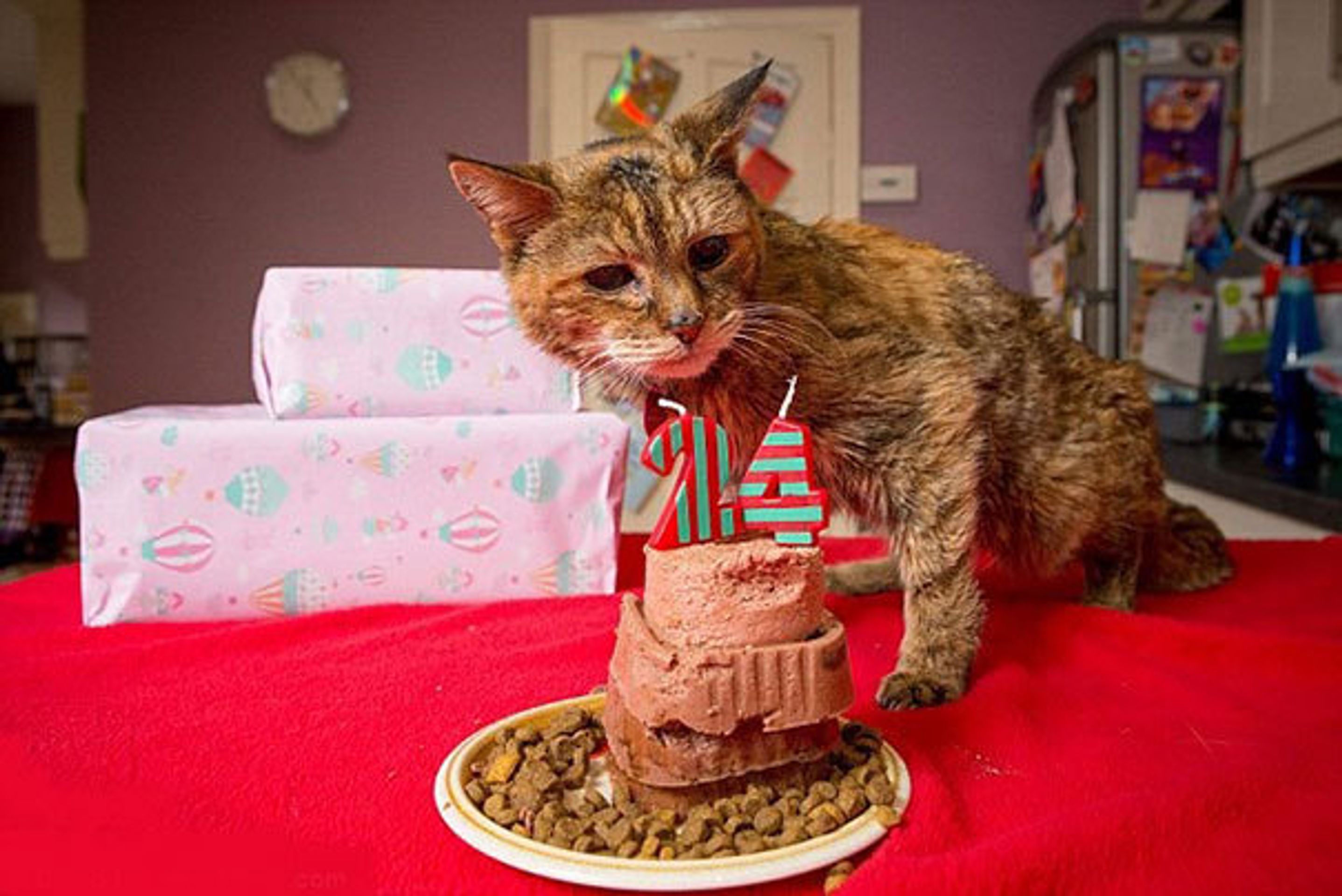 Nejstarší kočka na světě - 2 - FOTOGALERIE: Nejstarší kočce na světě je 114 lidských let! (13/14)
