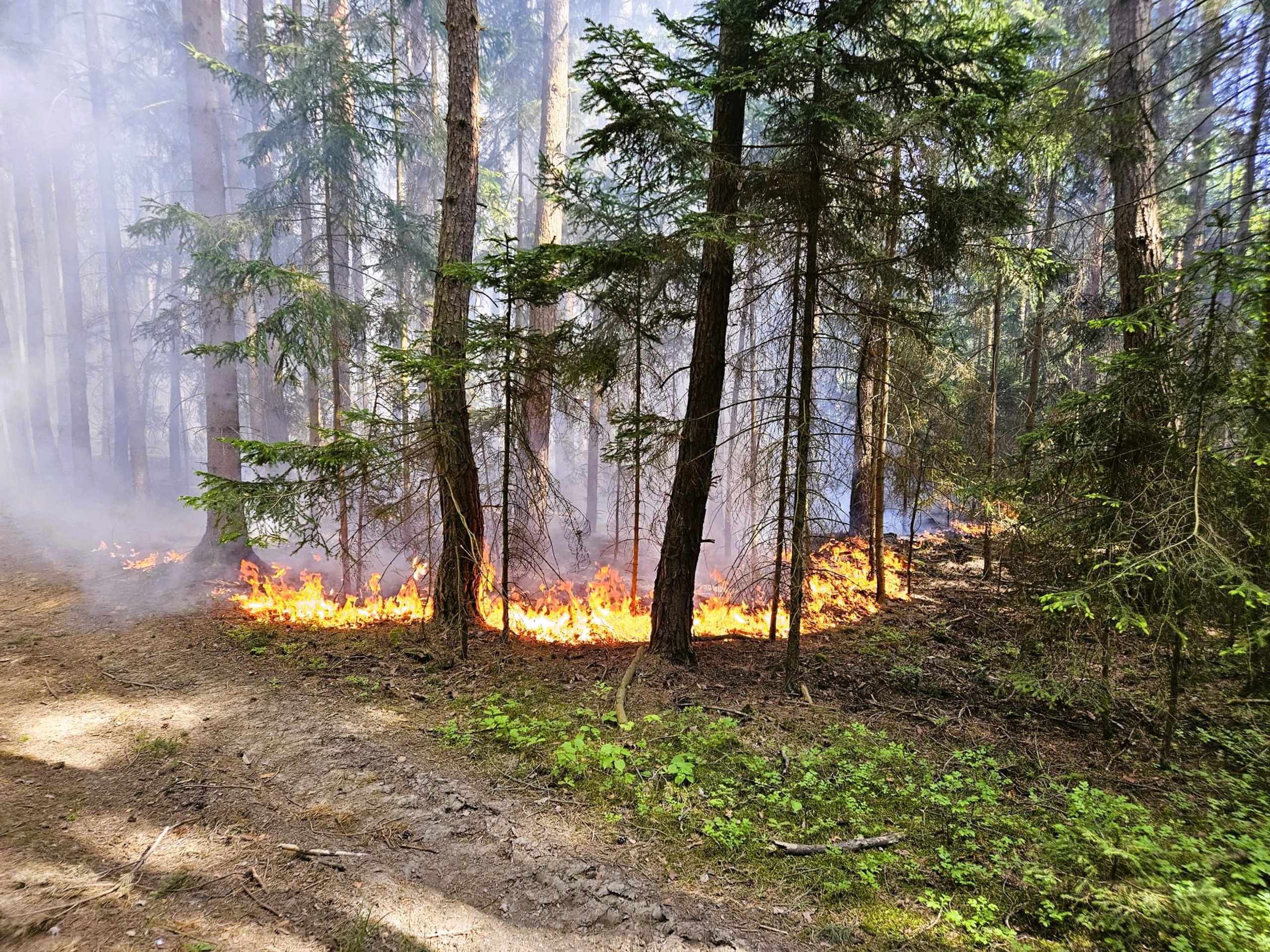 Požár lesa na jihu Čech - Požáry (7/17)