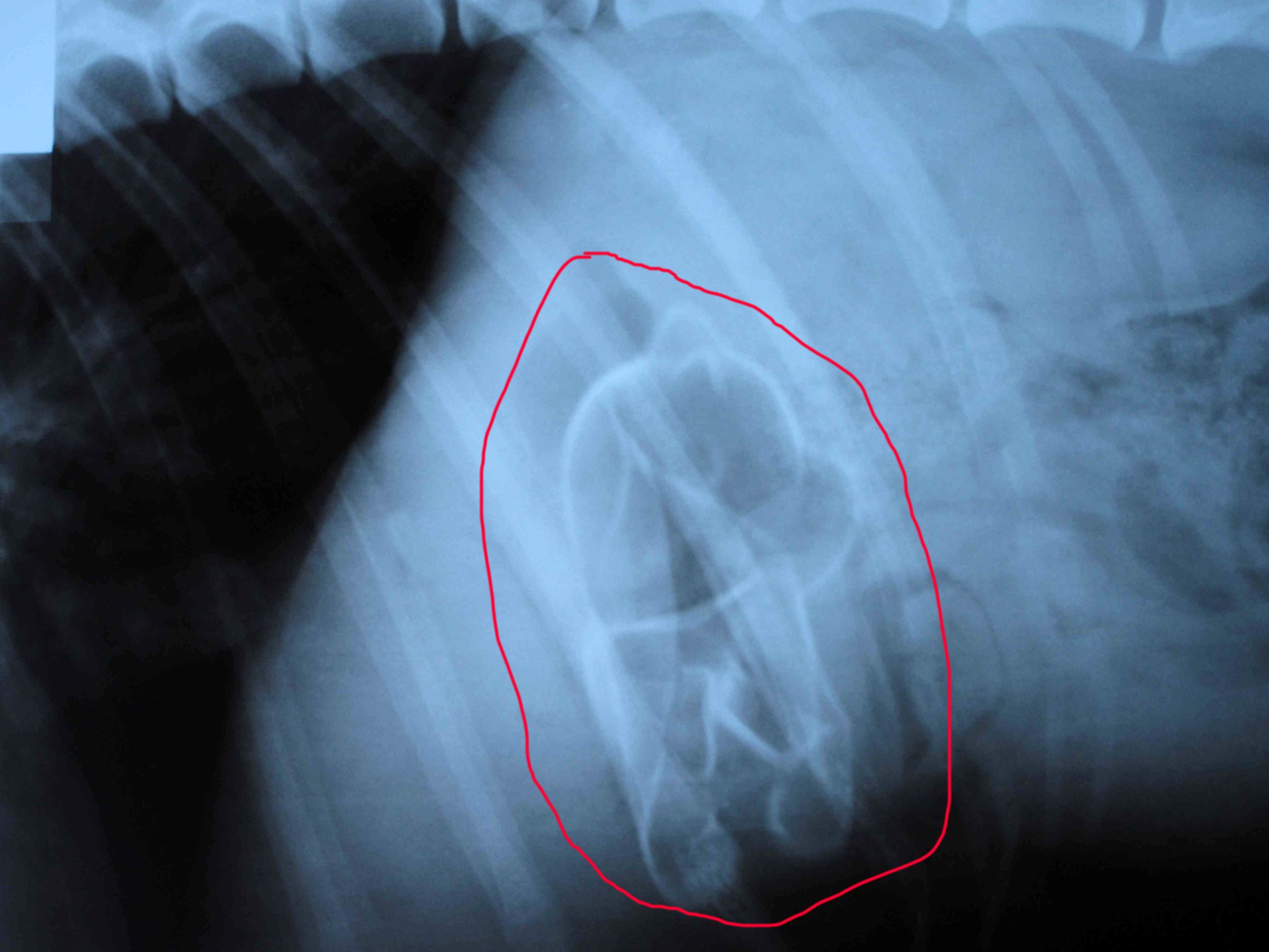 Co všechno psi spolknou: Další hračka - GALERIE: Co všechno dokáží psi spolknout (1/5)