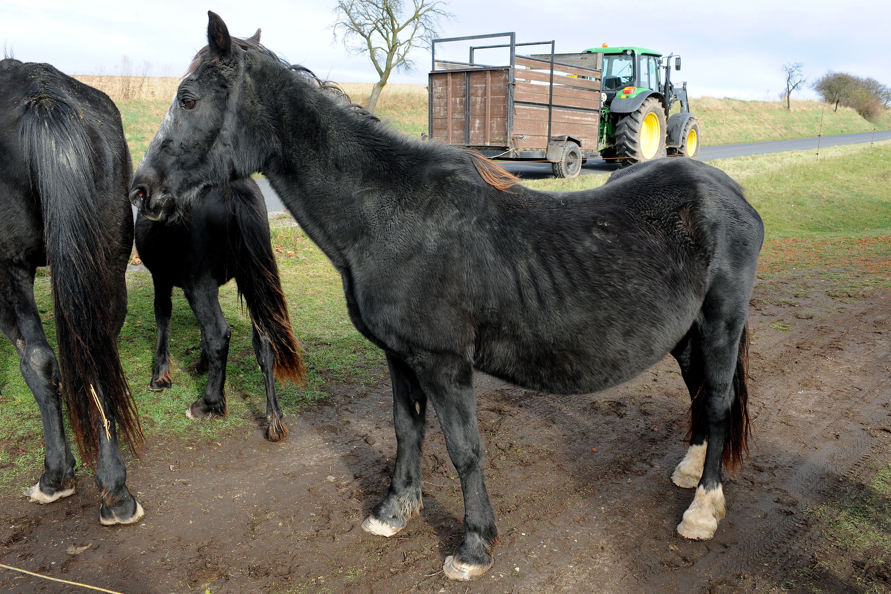 Dražba týraných koní - GALERIE: Podívejte se na zubožené koně, kteří dnes byli v aukci (4/19)