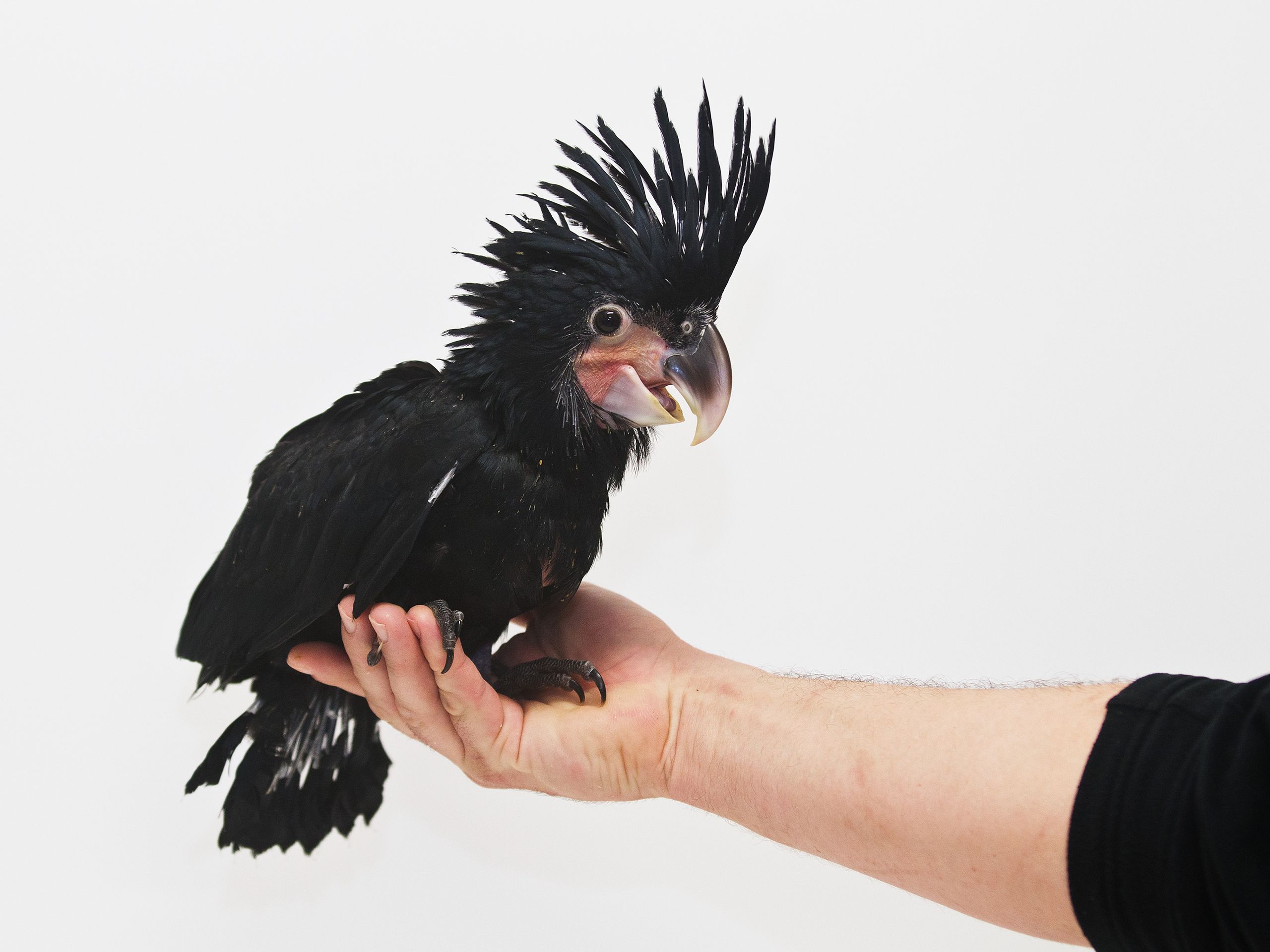 Mládě vzácného kakadu palmového z pražské zoo - 4 - GALERIE: Mládě kakadu palmového z pražské zoo (15/18)